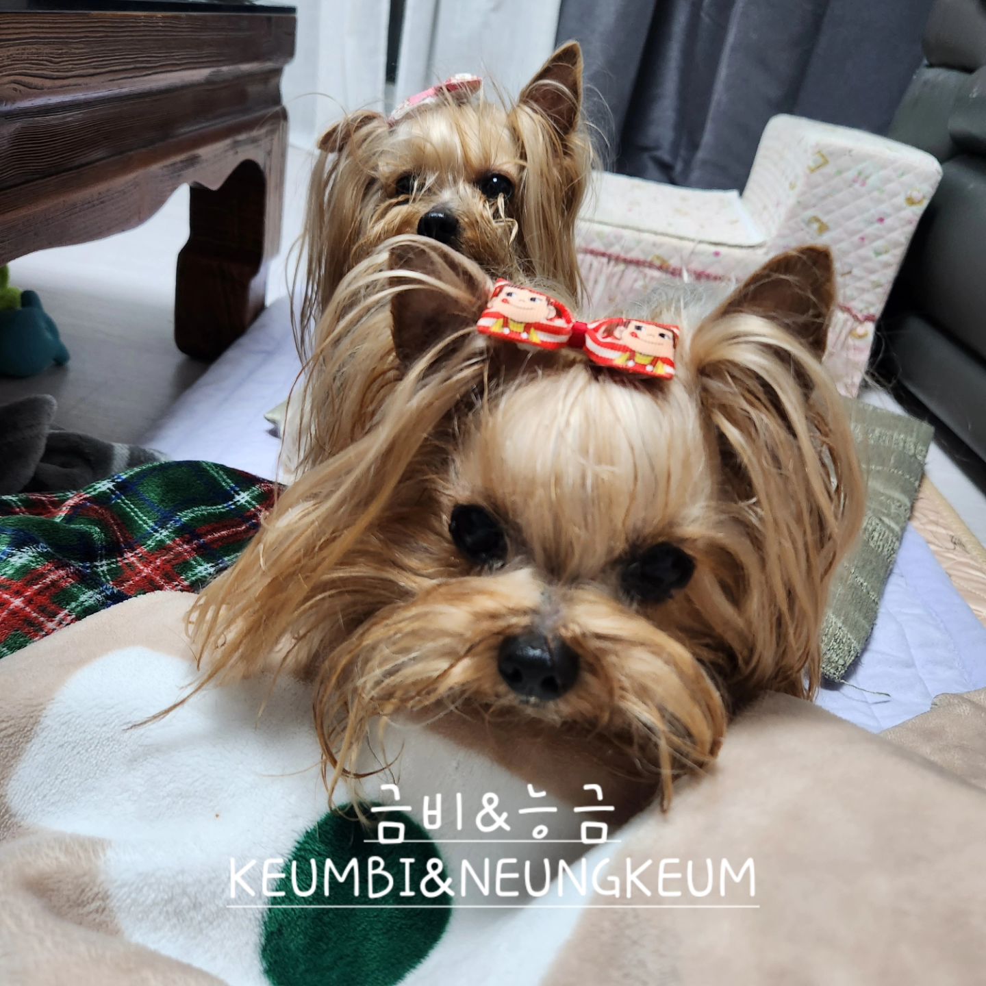 고구마 사냥꾼들 ❤️🐶😄😊😍

.

Thank you for your heart and comments 😊
.
#KEUMBI #NEUNGKEUM #금비 #능금 #요크셔테리어 #yorkiegram #우아금비 #깜찍능금 #instadog #내공주님들♥#요키는사랑입니다❤️ #황금개_금비랑능금이 #금능이네 #yorkshireterrier