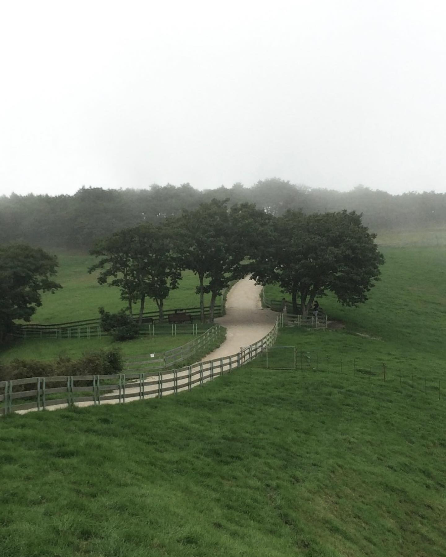 대관령은 꼬옥 안개짙은 날 가기로 약속해••🐑🌫️