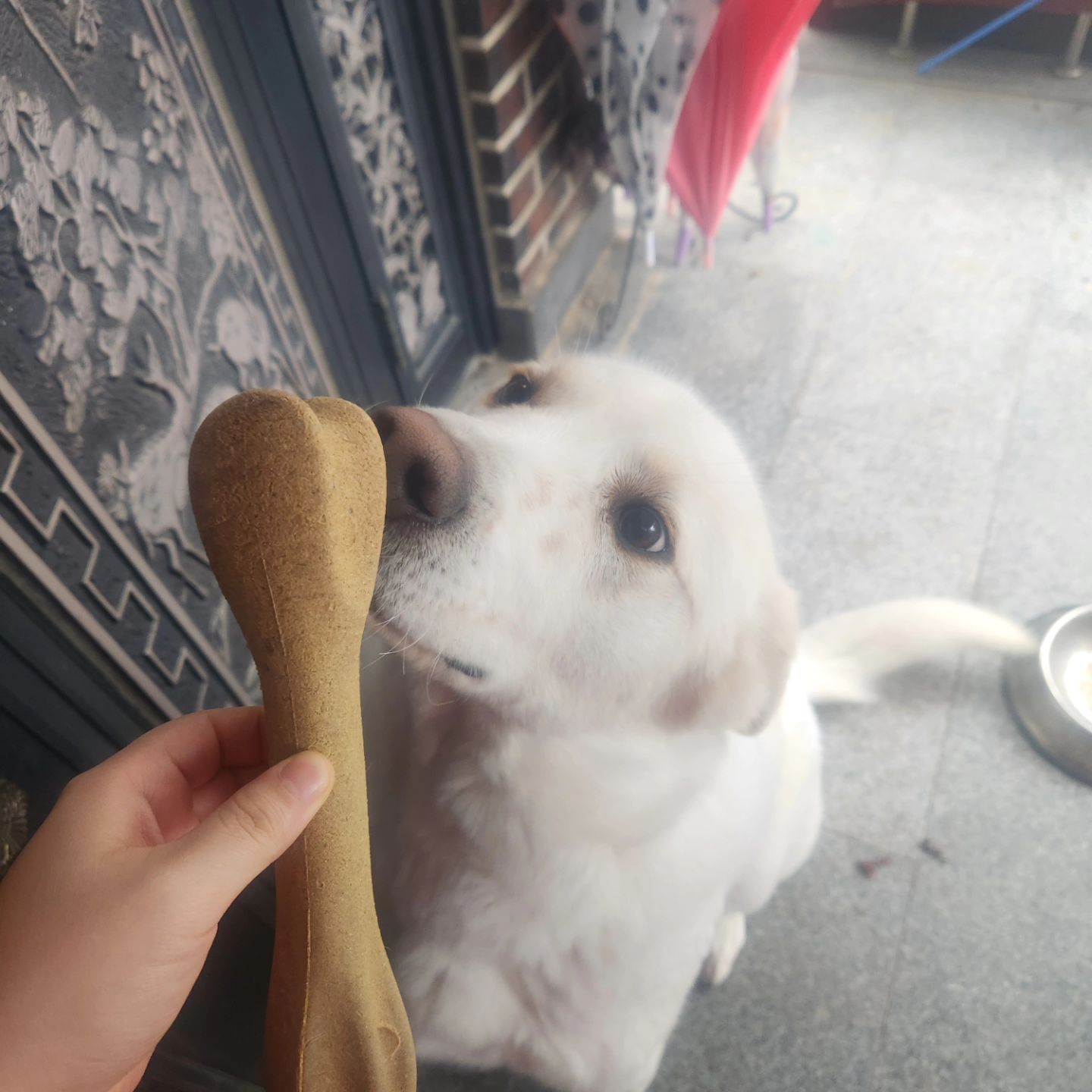 눈나가 당근에서 개이득본 왕 큰 간식👀 진짜 내 스타일이야🫶 소고기맛이라 더 꿀맛👍