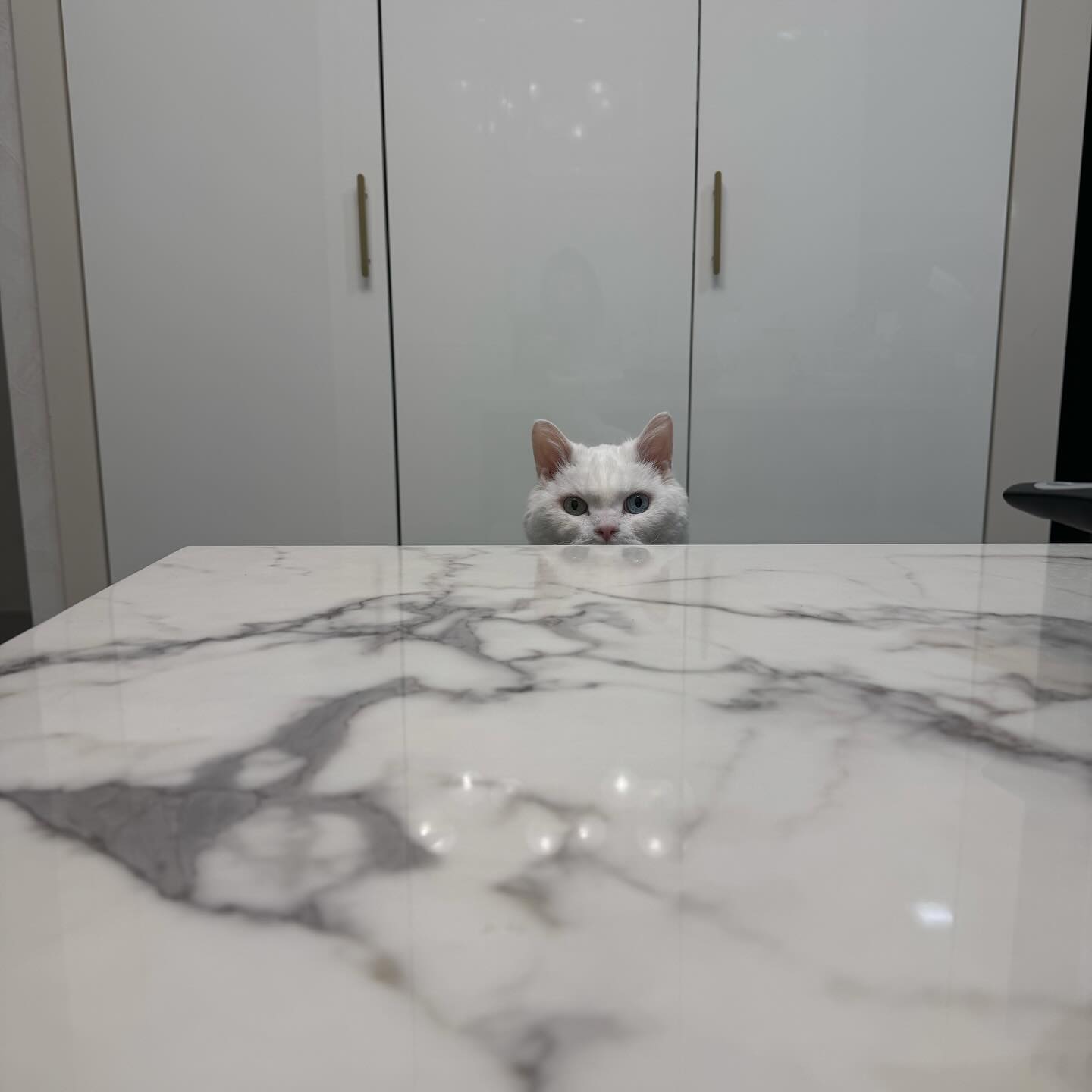 밥먹는데 앞에 앉아있는 둘둘😻

#고앵이 #ㄱㅇㅇ #고양이매력 #고양이는사랑 #고양이힐링