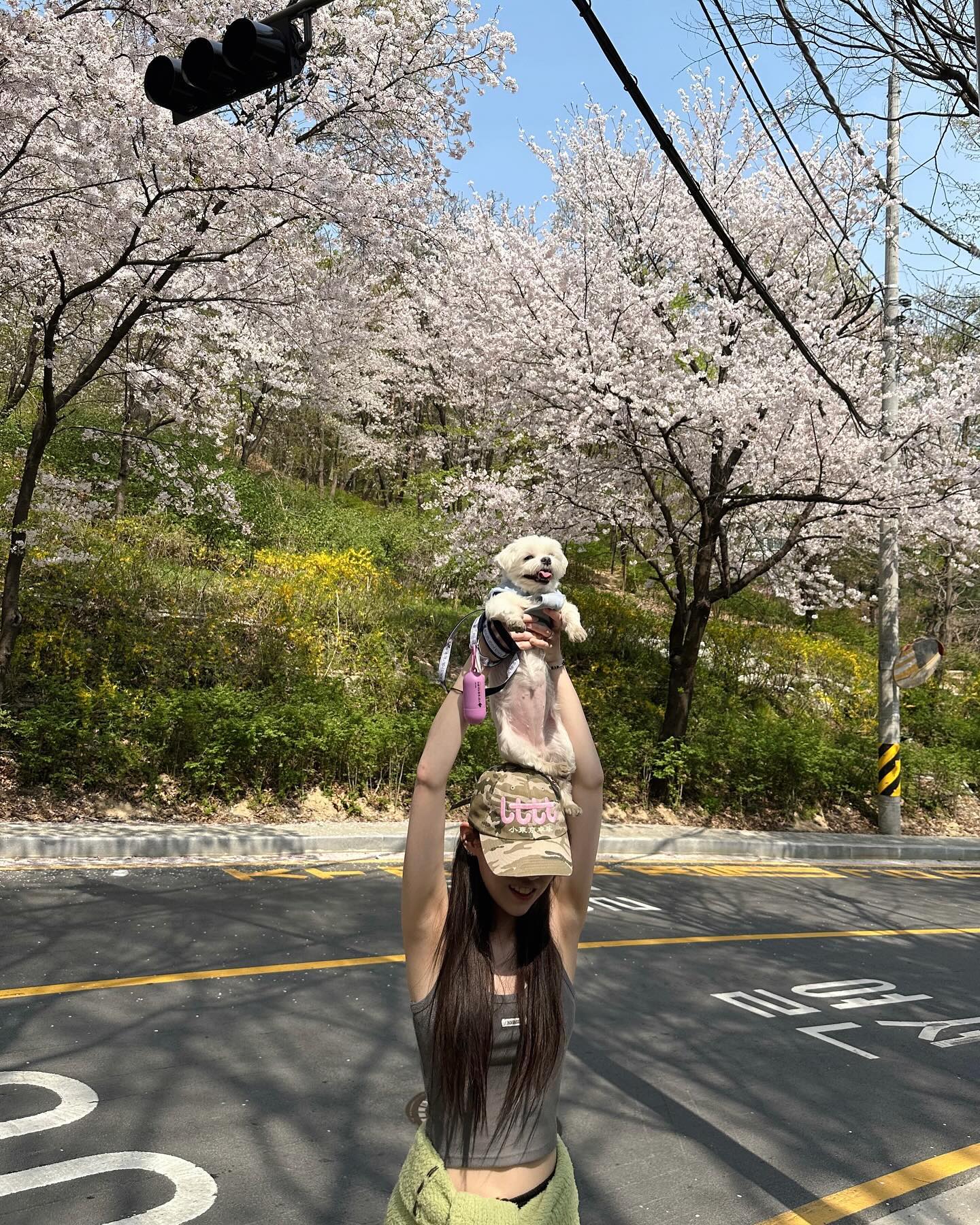 라이온봄킹 🔆
