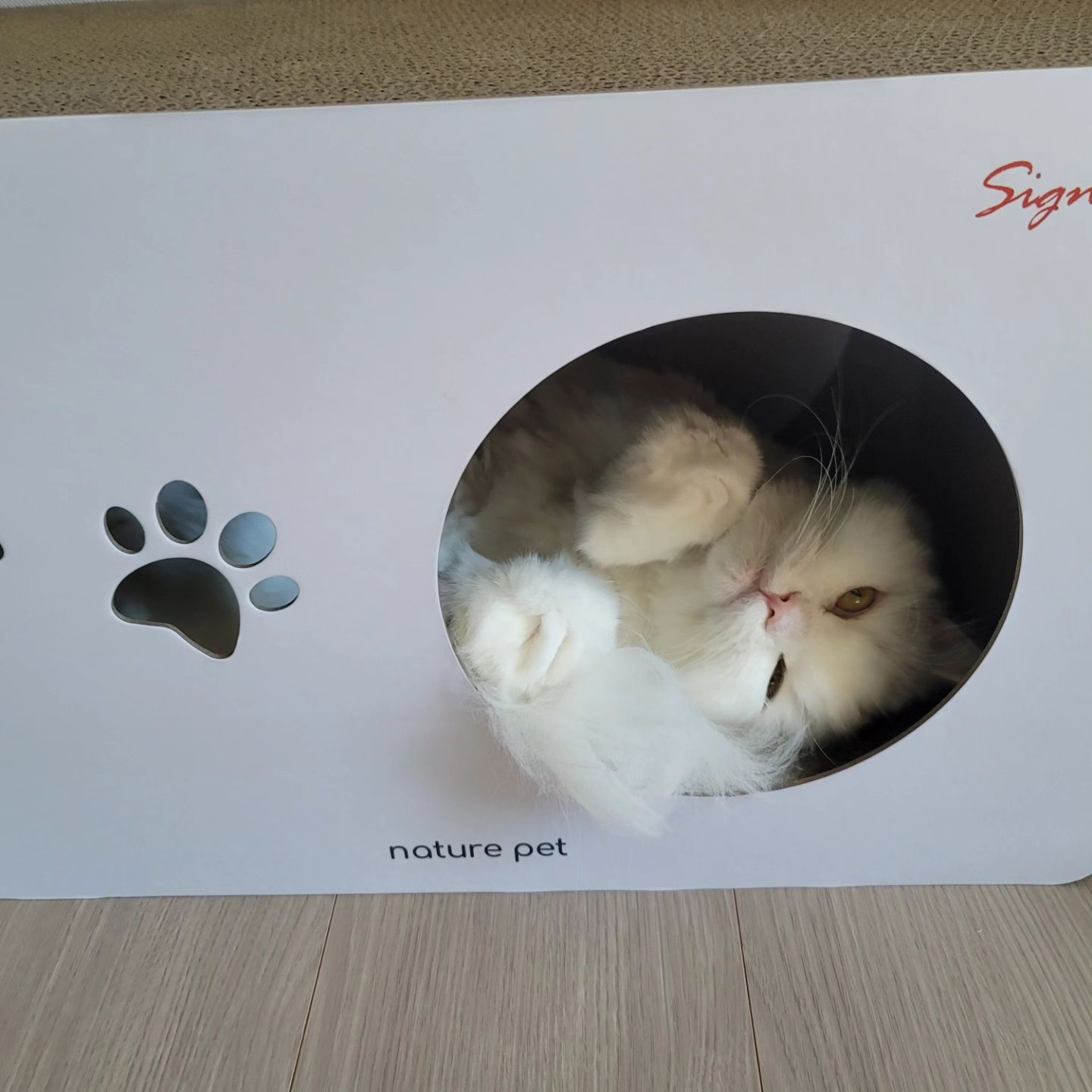 새 숨숨 스크래처 선물받고 기븐좋은 자두♡

아침마다 이 안에 있는가 보면
얼마나 뿌듯하게요 >_<♡

#하양이자두