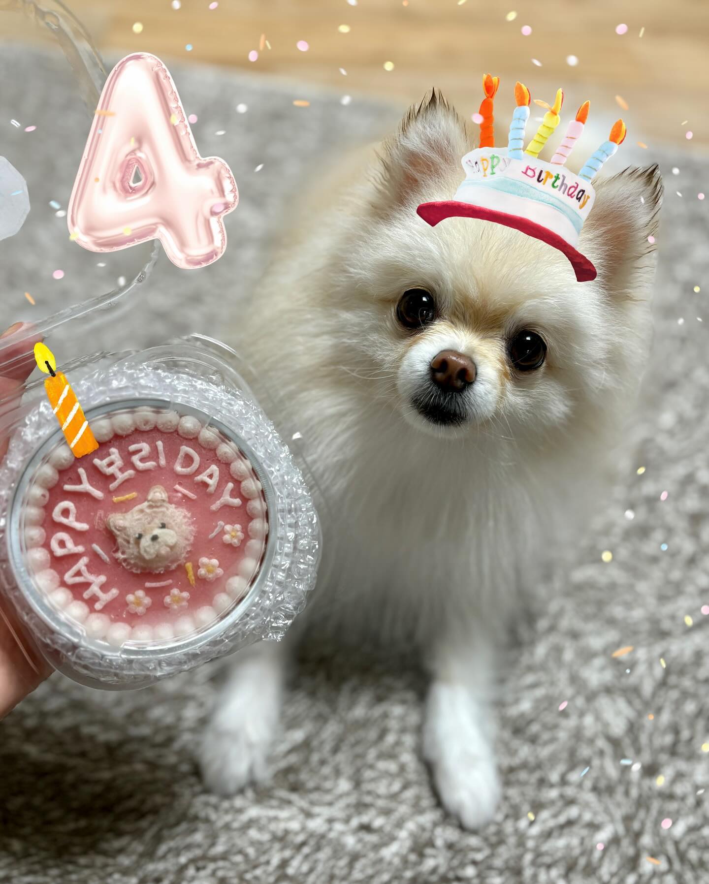 HBD 보리 4번째 생일 축하해💖

보리의 4번째 생일을 맞아 강아지 전용 케이크 주문!!
고구마 알러지가 있어서 야채와 닭가슴살로 만들어진 케이크를 주문해봤는데 어떤가요 보리랑 닮았나요?
아주 그냥 빨리 달라고 난리난리~!
맛은 내가 맛 볼수는 없지만 보리 눈만 봐도 알 수 있죠..?
강아지 생일 기념 멍멍,냥냥이 전용 케이크로 축하파티 해봐용!
케이크는👉👉 nyang._.jj 

보리야 네번째 생일 축하해 건강하고 오래오래 언니랑 행복하게 지내쟈🎉🎉
#협찬