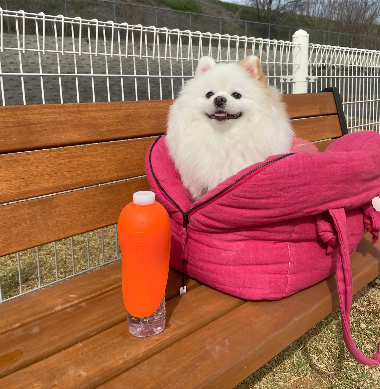 #협찬 #개님의상점 #강아지물병

개님의상점 강아지 실리콘 보틀캡🧡

예전부터 눈여겨 보고 있던 제품이기도 했는데 이번에 사용해보게 되었어요!
간혹 물병을 깜빡하고 가는 경우에는 물통 뚜껑에다가 부어서 주거나 손으로 부어서 주곤 했었는데
이거 실리콘 보틀캡 하나만 가지고 다니면 정말 편하겠더라구요.

사실 물통을 들고 다닌다는게 은근히 자리도 많이 차지하고 불편하더라구요.
특히나 요즘에 벚꽃 구경하러 가시는 분들 많으시죠?
그리고 날도 따뜻해지고 있어서 이제 산책 할때 물은 필수예요 :)

그래서 저는 실리콘 보틀캡 이런 제품이 꼭 필수라고 생각해요😊
물병만 있다면 어디든지 생수병에 쑥 끼우면 되니까 편했고,
물을 급여할때에도 실리콘은 반대로 뒤집기만 하면 끝이더라구요.

실리콘 소재라서 위생적이고 세척도 편하고 가벼운 무게에 디자인 자체가 예뻐요ㅎㅎ
물용량에 제한도 없고 넓게 설계된 디자인 덕분에 소형견, 대형견, 단두종 등 모든 아이들한테 가능해요!

50g으로 가방에 쏙 넣어서 다니기에도 좋았고,
색상도 오렌지, 옐로우, 민트, 퍼플 4가지의 파스텔톤이라서 예뻐요🙏

진짜 안 써본 사람들은 이 편리함 모르실거예요ㅠㅠ
기회가 된다면 꼭 써보셨으면 해요ㅎㅎ

gaenimshop_official
pet.p_review
.
.
.
#보틀캡 #강아지물병추천 #개님보틀캡 #휴대용물병 #펫피 #펫피체험단 #체험단 #물병보틀캡 #반려동물물병 #애견물병 #멍스타그램 #개스타그램 #독스타그램 #댕댕이 #개린이 #우리 #강아지 #반려견