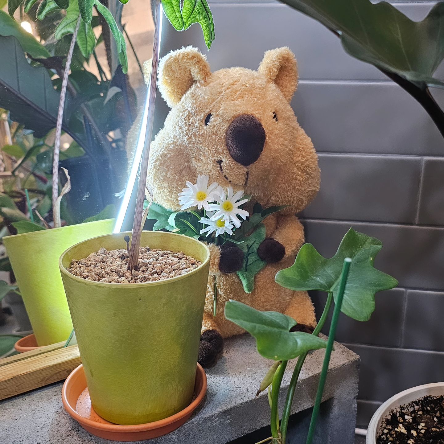 cafepulmung 
-
일반 식물부터 생소한 식물_그리고 센스있는 화분까지
눈도 즐겁고 입도 즐거운, 초록 러버라면 환장하는 #카페풀멍 🪴