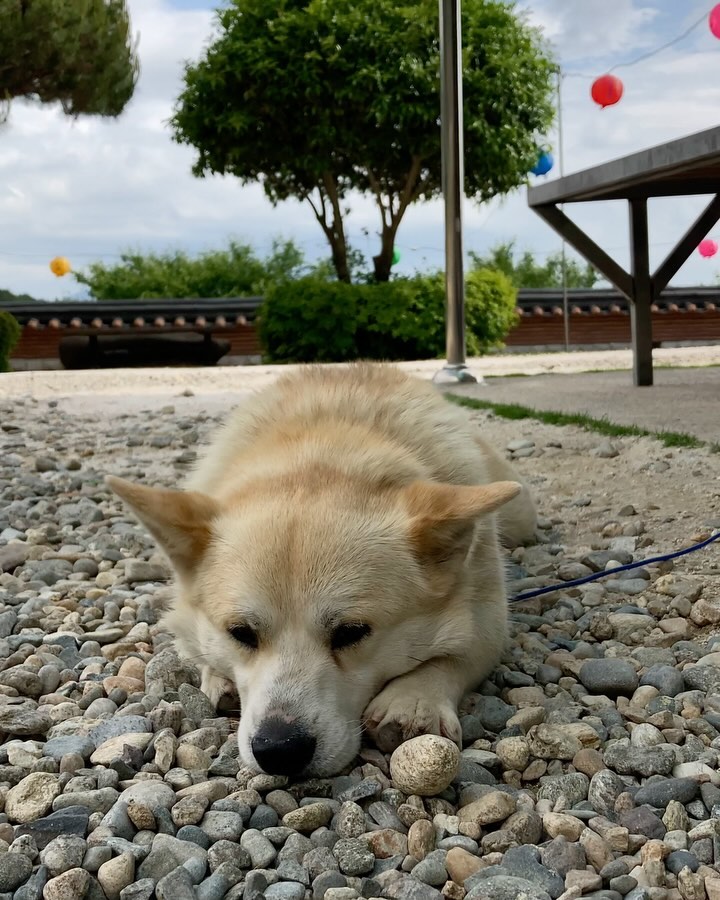 또 보고픈 어제의 보리~🥰