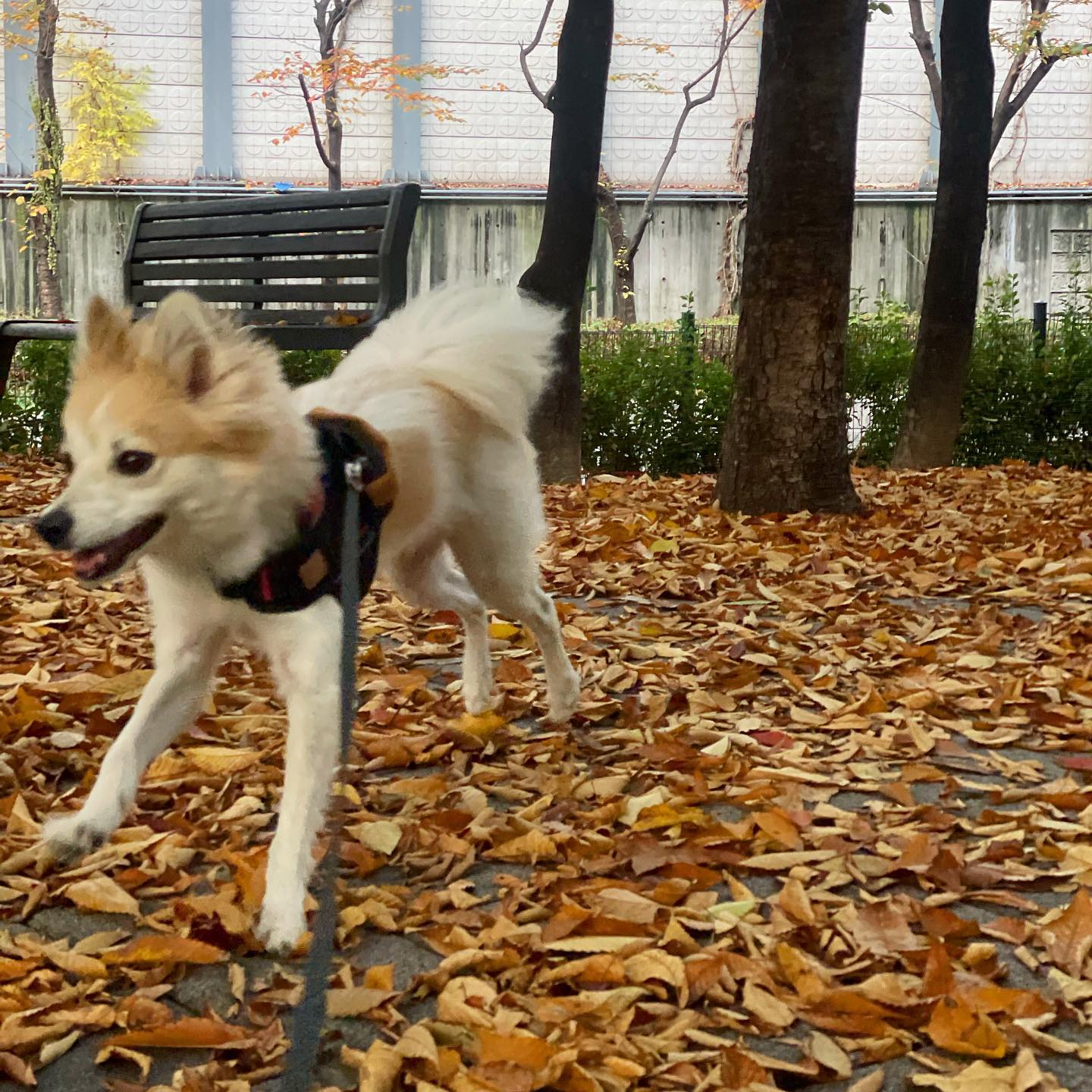 소리와 함께 2023 가을담기🍁🍂🌰