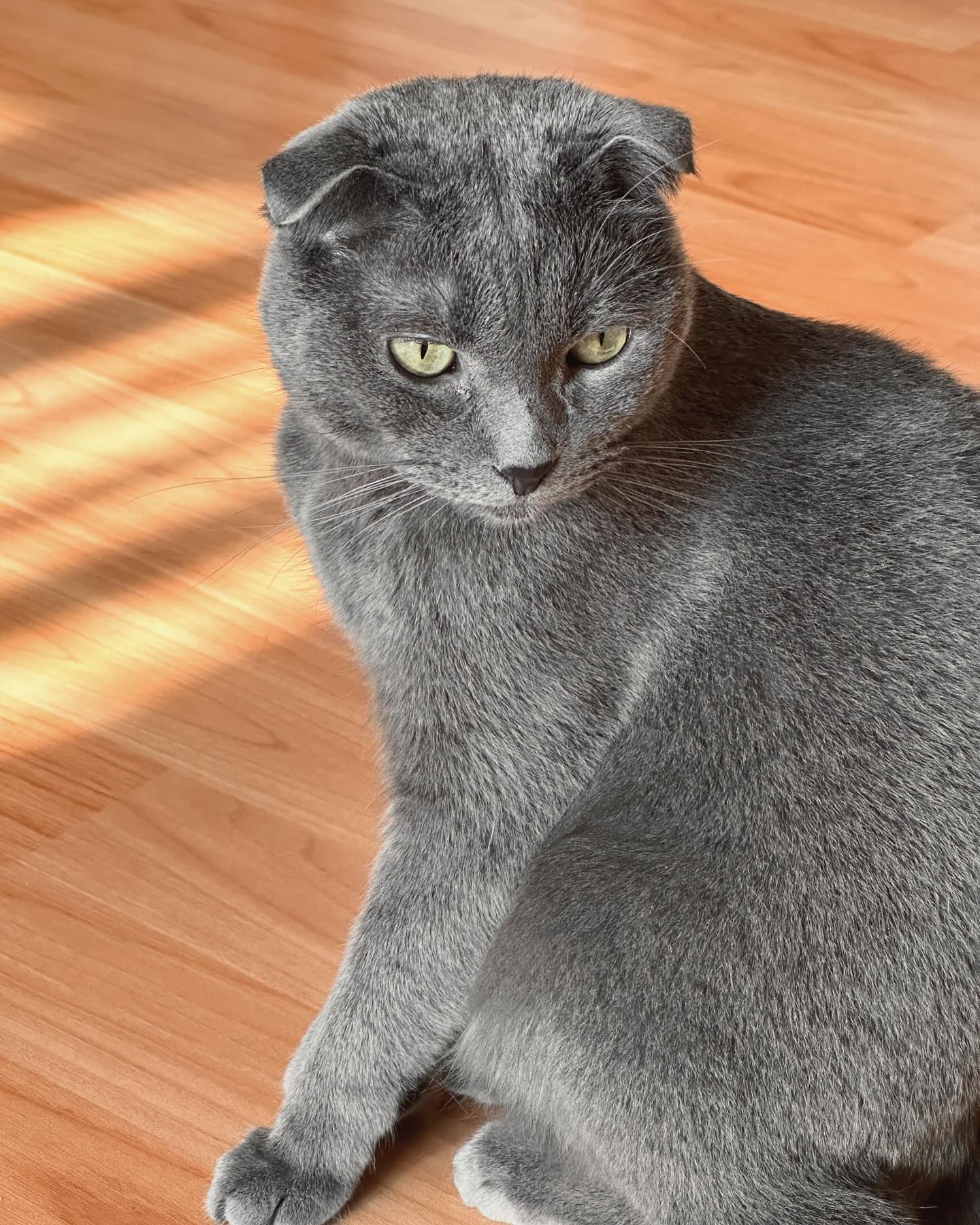 #냥
#고양이
개멋진고양이