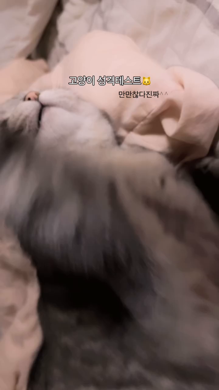 콘텐츠