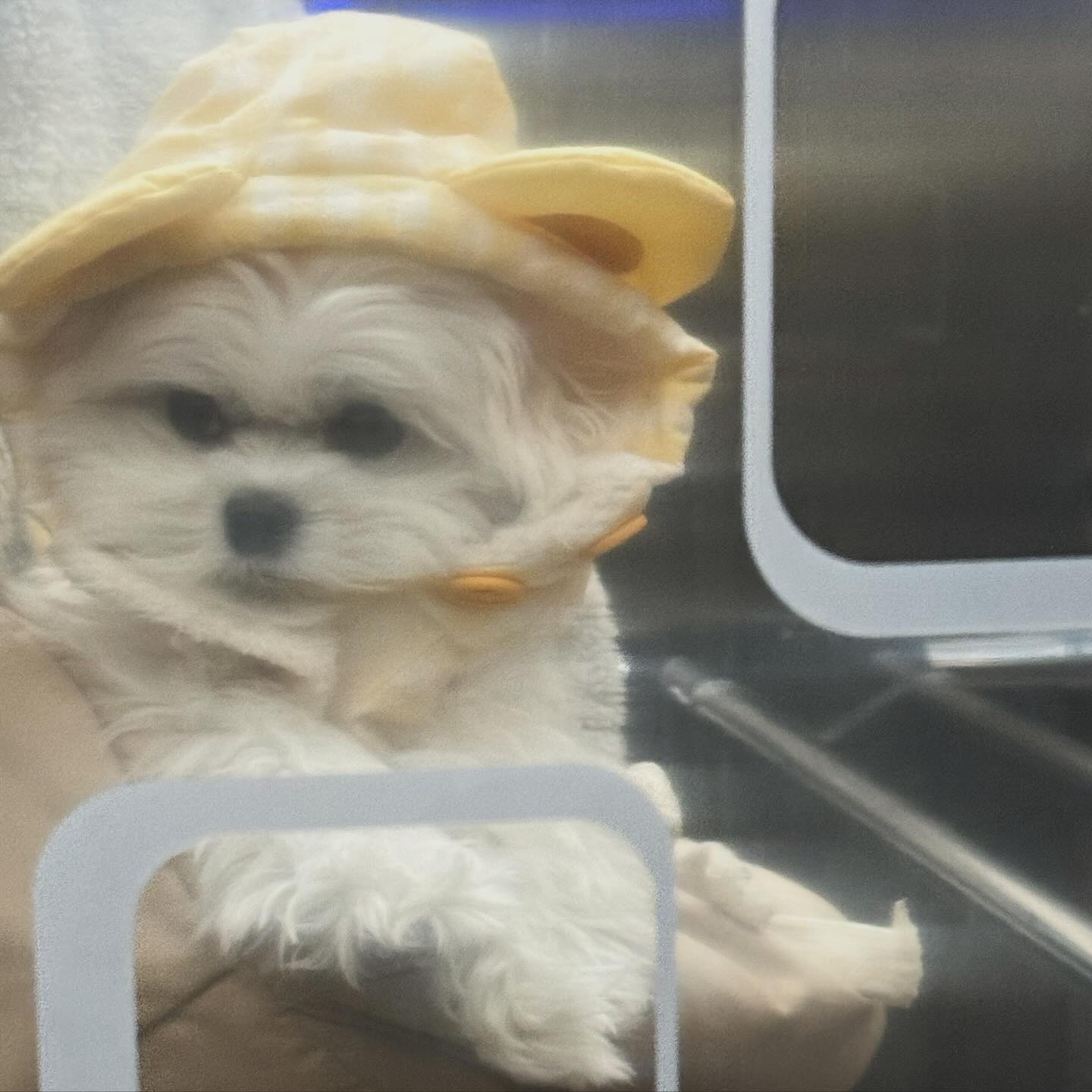털이 왕 찐 둡돌이 🧸💛