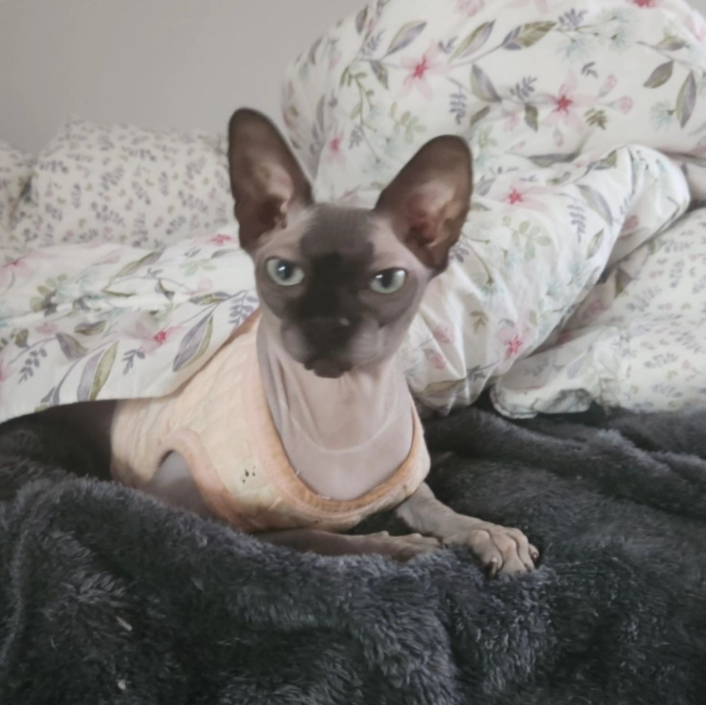 ㅡㅅㅡ
ㅇㅅㅇ
ㅇㅅㅇ?
ㅇㅅㅇ!
> ㅁ <

wooz_fam 

#cat#냥스타그램#スフィンクス猫#sphynxcat#스핑크스고양이#반려묘#狮身人面像猫#고양이#폼피츠#스피츠#포메라니안