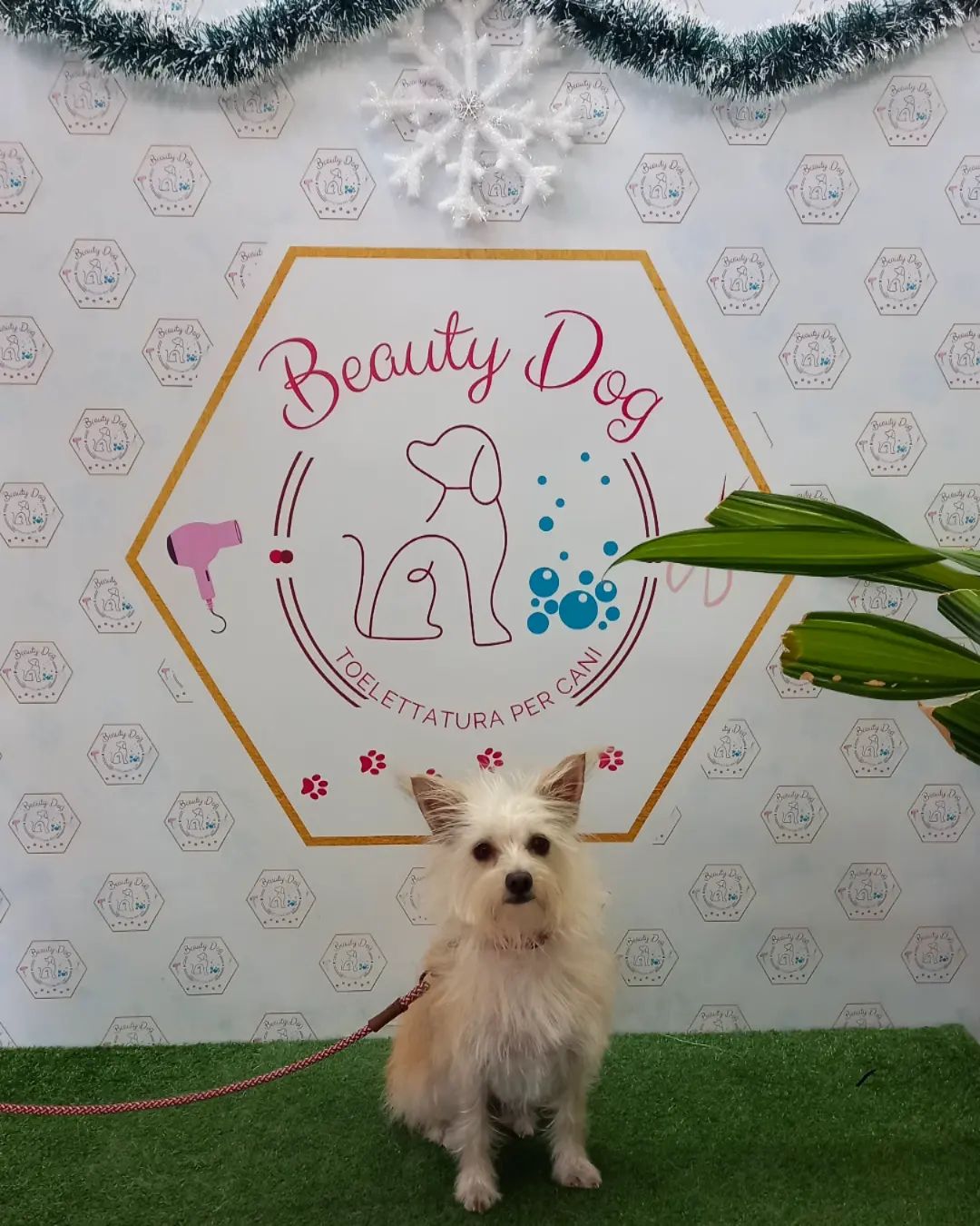 Bellissima la nostra Laika 💖🐾