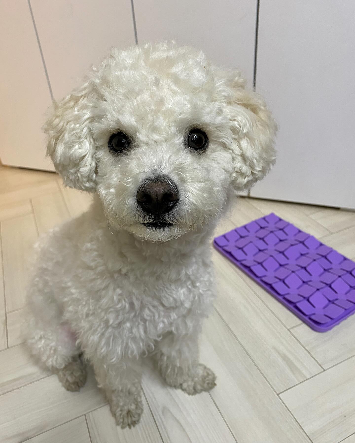 hodada.official 슬로우식기 사용후기 !!

🐶 나 박쫑 ! 
고구마처럼 맛있는 간식은 씹지도않고 삼키는 🐶
그래서 오늘은 슬로우식기 사용해서 먹어봤어 ❛ᴗ❛ 

✅ 슬로우식기와 노즈워크를 동시에 !
✅ 안전한 의학용 실리콘 재질 
✅ 뒷면은 논슬립 흡착판으로 단단히 고정 ! 

노즈워크로 스트레스도 풀면서 , 급체방지도 ! 
누나도 나도 대만족🩷🩷 

호다다 킁킁매트 정보 👉 hodada.official 

#강아지슬로우식기추천 #급체방지 #강아지급체방지식기 #반려견노즈워크식기 #호다다킁킁매트