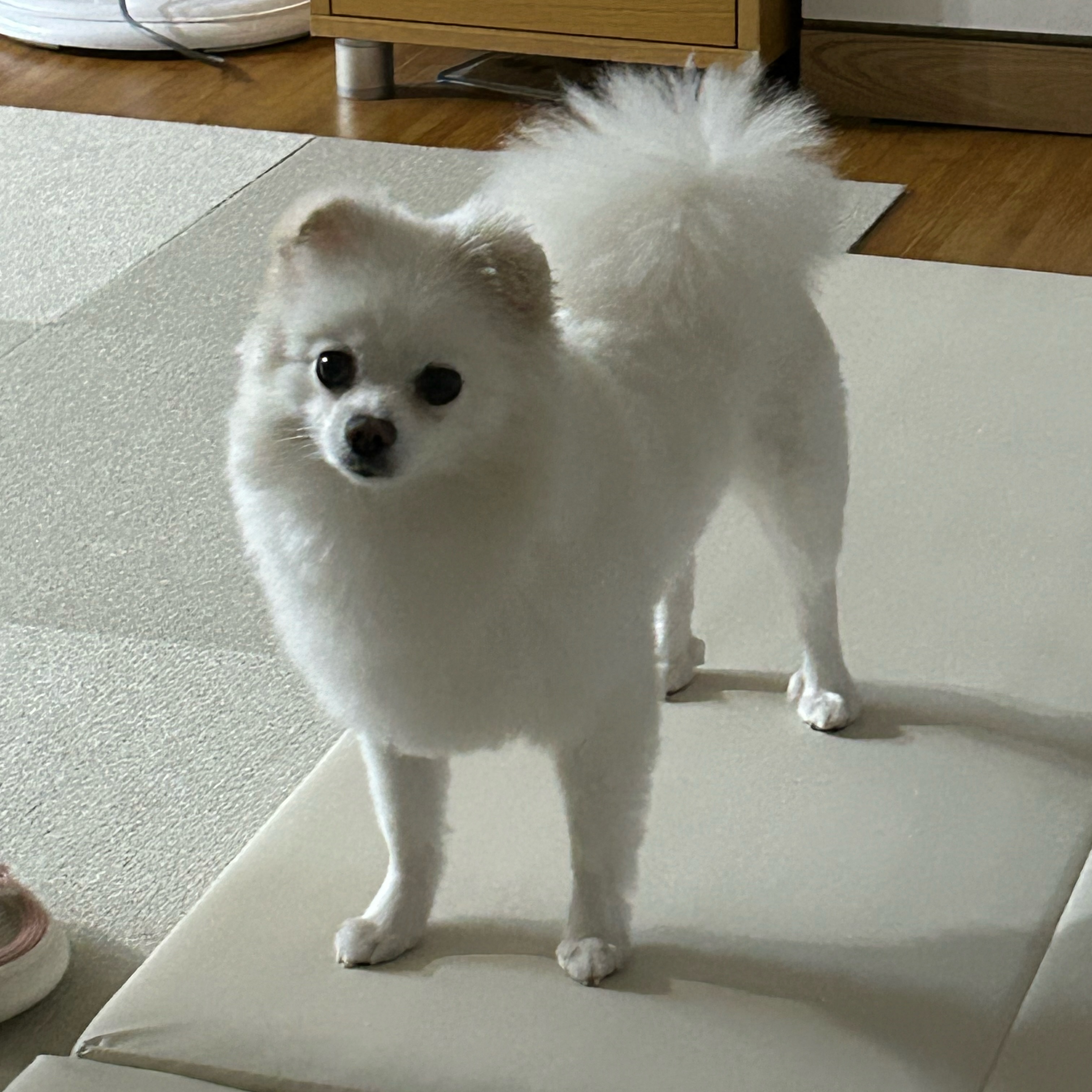 🐶 울집 까칠공주