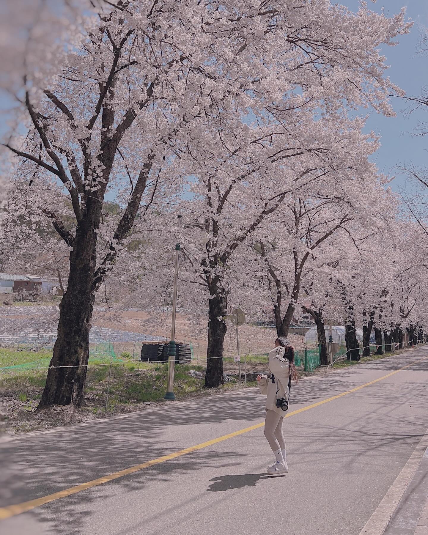 나두 지후랑 벚꽃놀이 🌸🌸🌸
춘천 수력본부에 벚꽃 만개 만개 🫧

#춘천 #벚꽃 #🌸🌸🌸
#춘천벚꽃 #벚꽃놀이