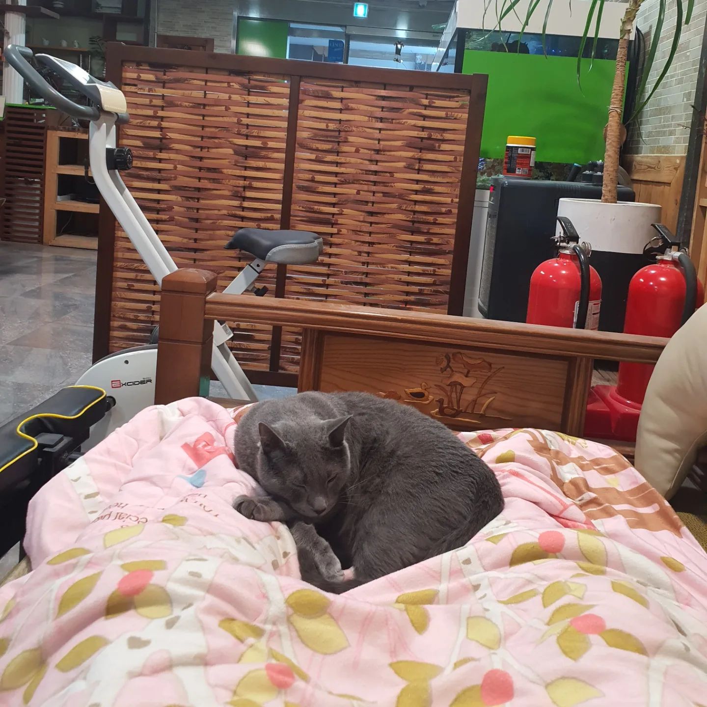 귀염둥이 뿌뿌
옴짝달싹 못하게 다리사이에서 저러고있네
눈치 더럽게 보이네
.
.
.
.
.
.
.
.
.
#가게 #냥스타그램 #개냥이 #고양이 #소통 #팔로우 #팔로우미 #좋아요꾹 #좋반테러 #좋아요그램 #다렉 #좋튀 #인친환영 #맞팔100 #선팔하면맞팔 #맞팔 #선팔 #like #instalike #fff #l4l #lfl #likeforlikes #liker #likefoefollow #follow4follow #좋아요반사 #팔로워미