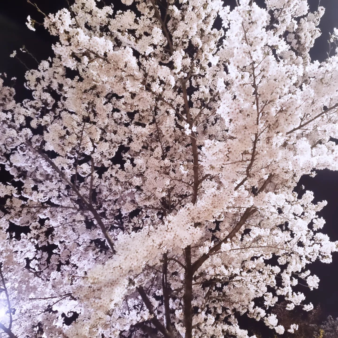 봄♡