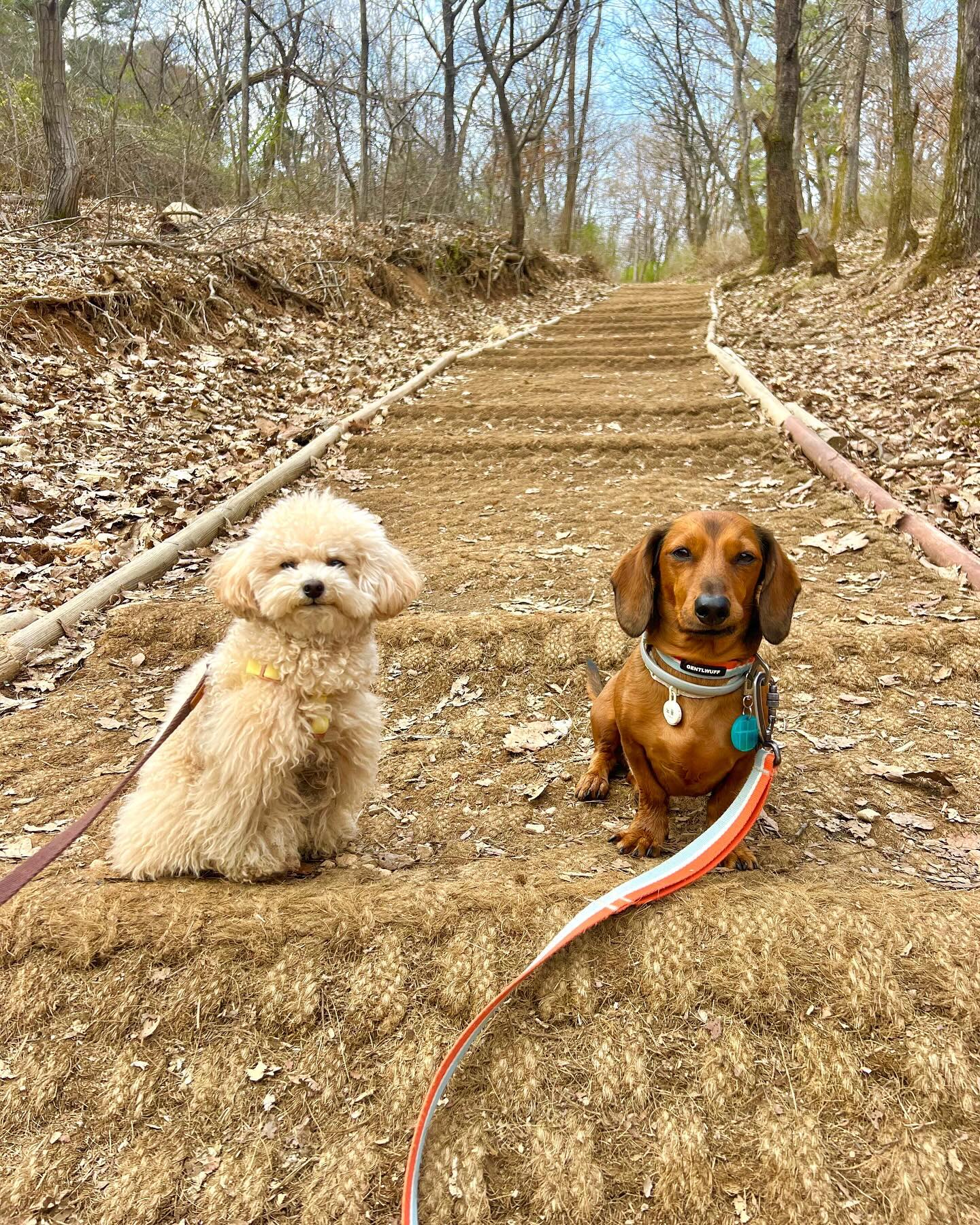 산타기 시룬 표덩.

.
.
#답방천천히다갈게요♥️ 
#닥스훈트그램🐕 
#숏다리강아지🐕 
#닥스훈트노을이 
#매력있는상남자🤴 
#닥스훈트단모🐶 
#똥꼬발랄견.