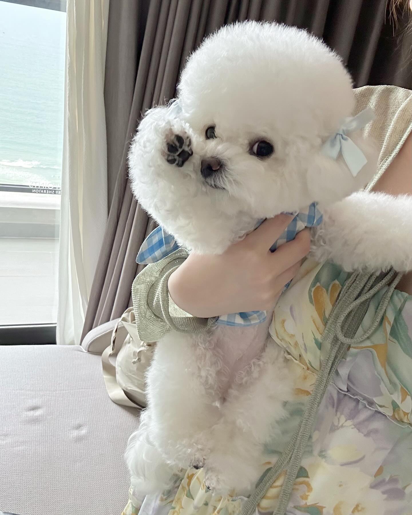 취미 : 내 꼬순내 맡기🐾