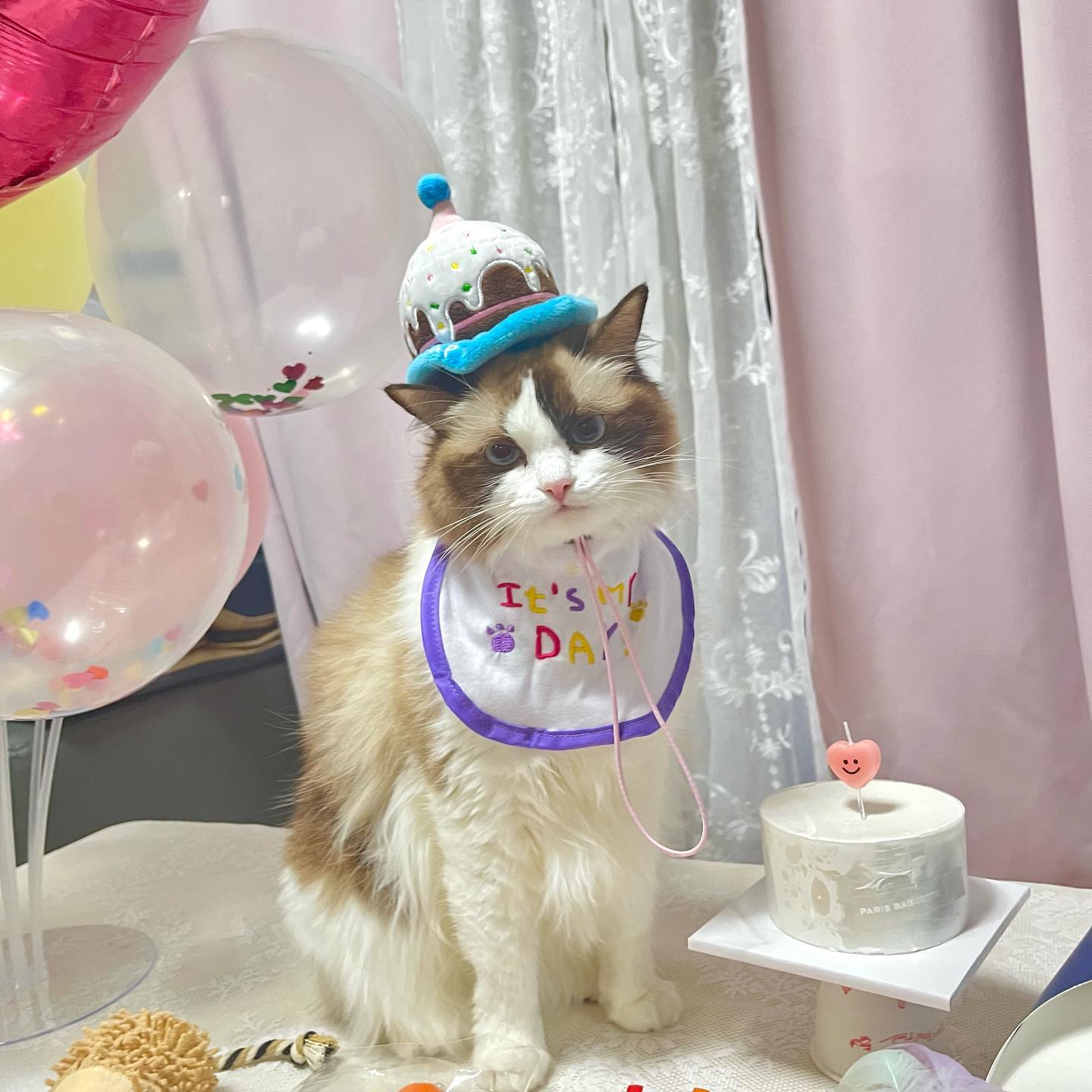 단풍이의 늦은 생일〰️🎂💕🍁
못된 집사땜에 원래 생일보다 훨씬 늦게 생파를 한 단풍... 2번째 생일인데 너무 축하하고 앞으로도 20년 동안 아프지말고 건강하고 예쁘게 크자 단풍이 알라뷰~~🫶🏻😘💋😽
.
.
.
.
.
.
#냥팔 #냥팔맞팔 #냥팔환영 #랙돌 #ラグドール #布偶貓 #반려묘 #냥팔멍팔 #냥스타그램 #단풍이 #냥소통 #고양이애교 #렉돌 #소통 #미묘 #미묘냥 #좋아요 #고양이 #고양이일상 #cat #🐈 #catstagram #냥스타그램 #🐱 #집사맞팔 #좋아요 #고양이생일파티 #소통환영 #초보집사 #랙돌 #고양이생일 #고영희