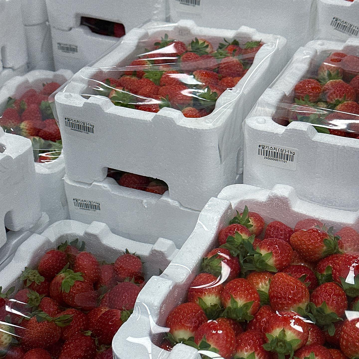 따딸기-🍓✨💗