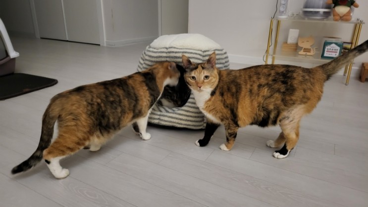 고양이 숨숨집  추천: 가티가티 고양이하우스