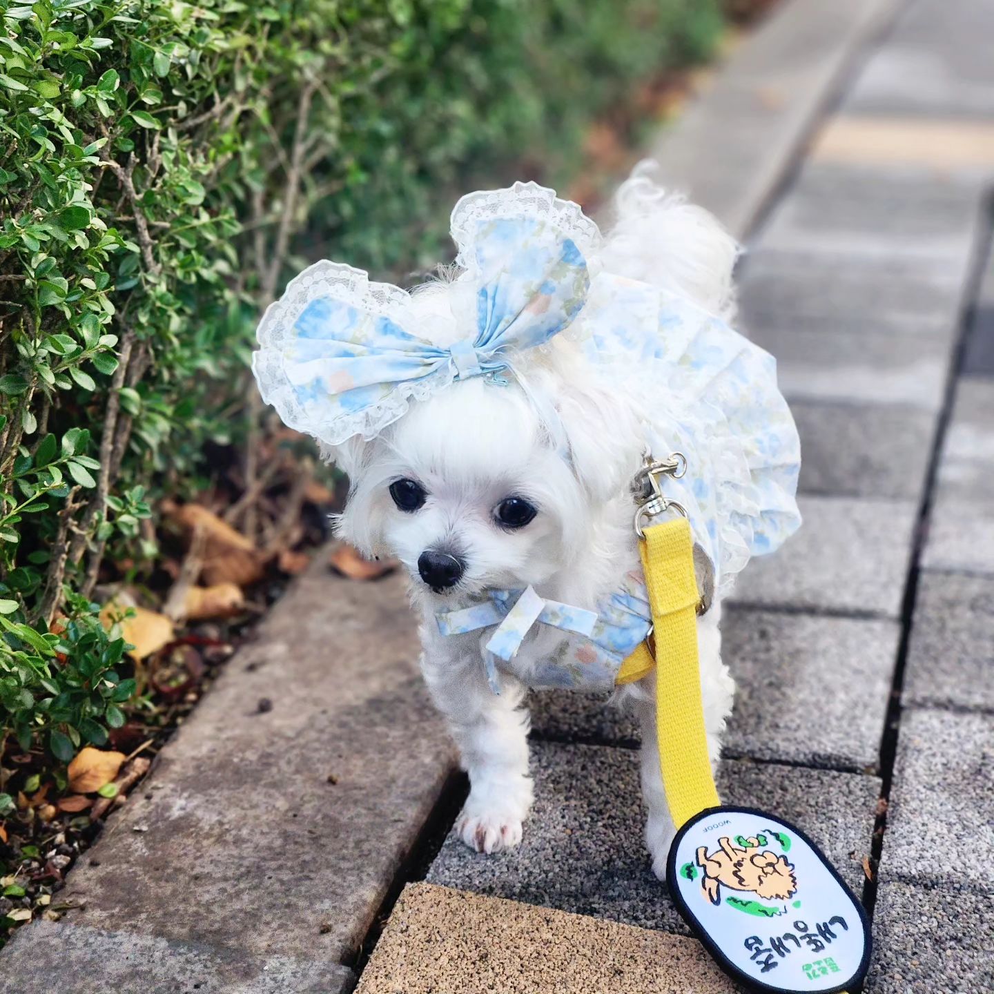 .
제나 열한번째 꽃도장
오늘도 귀엽고 예뿜❤️
.
제나 생후 2412일, 2.3kg
.
.
#반려견 #강아지 #개 #말티즈 #제나
#개스타그램 #견스타그램 #멍스타그램 #펫스타그램 
#puppy #puppystagram #pet #petstagram