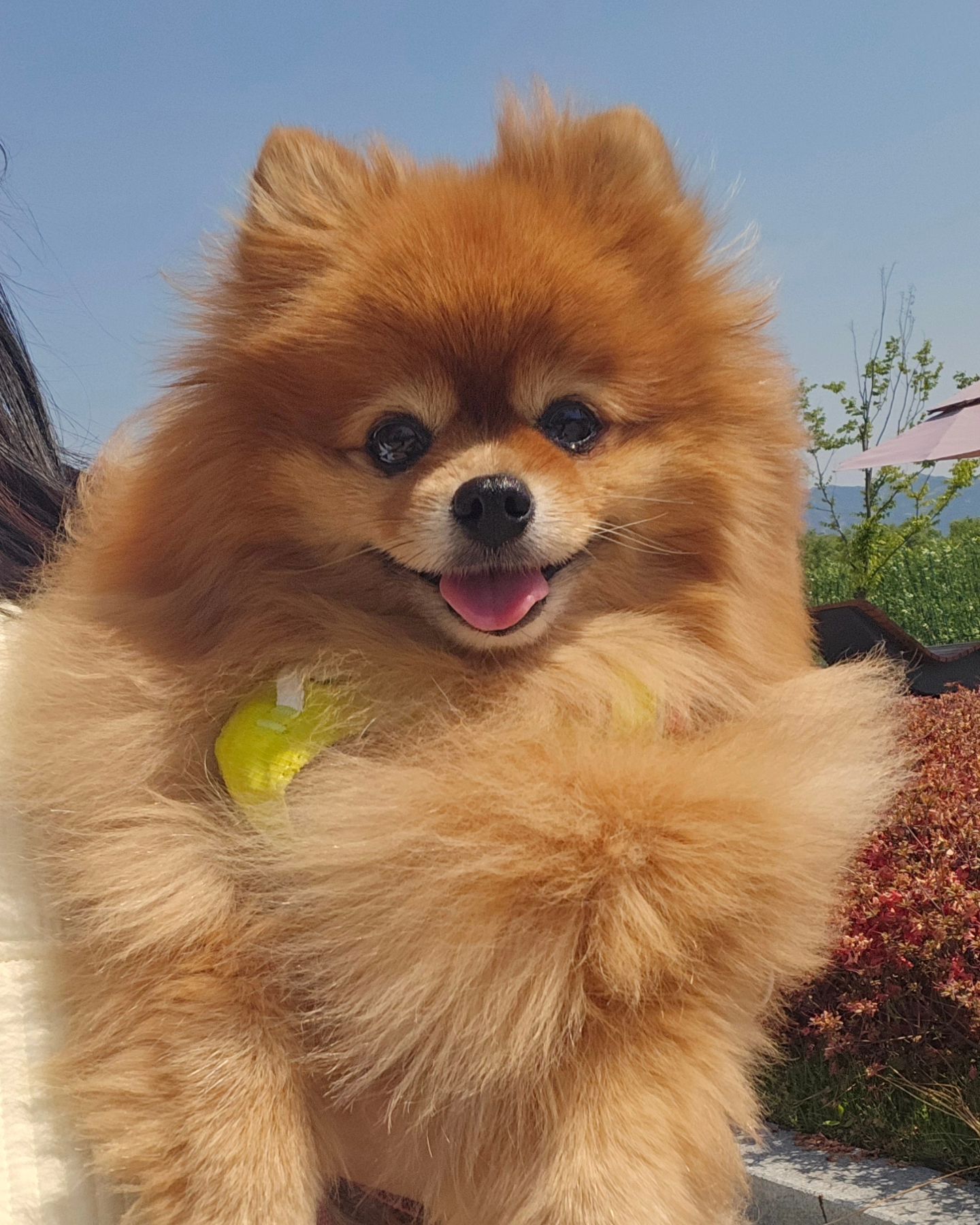 주말에 비가오다니😭😭🐾🐾
다들 주말에 모해에?❤️❤️🧡🧡🧡
나는 방콕듕이야...🐶 맘마 맛있게 머꼬오!
즐겁게 지내보쟈아:)!!!! 
.
#이치고이치에#일생에한번뿐인인연#멍팔환영
#사랑스러워#조이#멍스타#폼스타그램
#조이#포메라니안#사랑해#개린이#갤럭시플립5
#pet#happy#dog#puppy#puppylove#loveyou#cute#mylove#doglife#instadog#instapomeranian#petsagram#pet