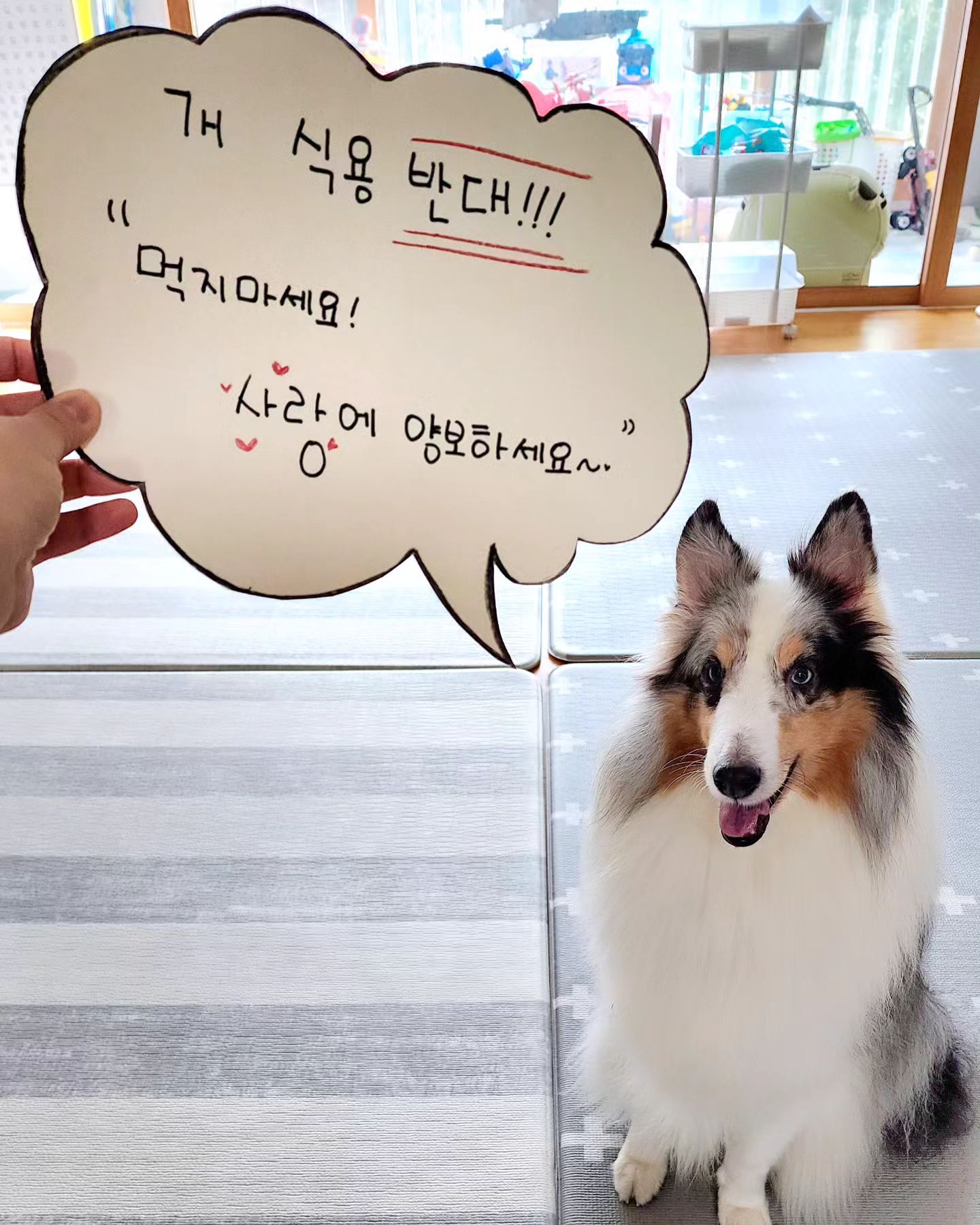 ❤️❤️❤️
.
gocheok_s_family 
사랑하는 동생 찬승이에 지목을 받아

#개식용종식특별법 을 지지하며
#개식용종식챌린지 에 참여합니다.
.
.

어쩔때는 자식보다
더 온전히
더 묵묵히
.
나를 사랑해주고 믿어주는 존재가
.
반려동물이란 생각이 들어요.

.
.
다른거 많잖아요!
21세기에 건강을 지켜주는 약도 많고~
.
.
💕 사랑에 양보해보세요.
한번만 쓰다듬어 보세요.
.
.
분명 배부름보다
더 많은 것을 주는 생명체라 자신합니다!

동의하시죠~?

  다음 첼린지 대상자는
coco_sheltie_
chopa_mori
sheltie_maru
입니다.💜
이미 참여하셨다면 스킵해 주세요!
------------------------------
petwork_official

“개 식용 종식을 기원하는 모두”가 함께 하는 SNS 챌린지에 동참해 주세요🐾 

#개식용종식 챌린지 방법
1.간단한 문구와 함께 자유로이 사진을 찍어 SNS에 올린다.
2.개 식용 종식 법안 통과를 기원하며, 관련 문구나 국회소관위,국회의원을 태그한다.
3.다음 주자 2~3인을 지목 한다.

동물권을 심각하게 참여하는 개식용, 이제 그만!
국회에 개 식용을 끝내려는 #개식용금지 여러 법안이 머물러 있습니다. 이번에 통과 할 수 있도록 여러분이 힘을 모아주세요!!!🙏🏻🙏🏻

#개식용반대  #개식용금지

.
.
#셀티 #셔틀랜드쉽독 #블루멀 #입양하세요
#견주교육필수 #셀티는사랑이죠 #셀티바라기 
#반려견 #멍스타그램 #인스타독 #멍팔 
#꽃길만걷자 #개린이그램
.
EVERY DOG NEEDS TO BE EDUCATED. 
#sheltie #shetlandsheepdog #sheepdog  #dogstagram  #doglover  #dogmodel  #doglife
.
#슈프릴
#셀티에이프릴