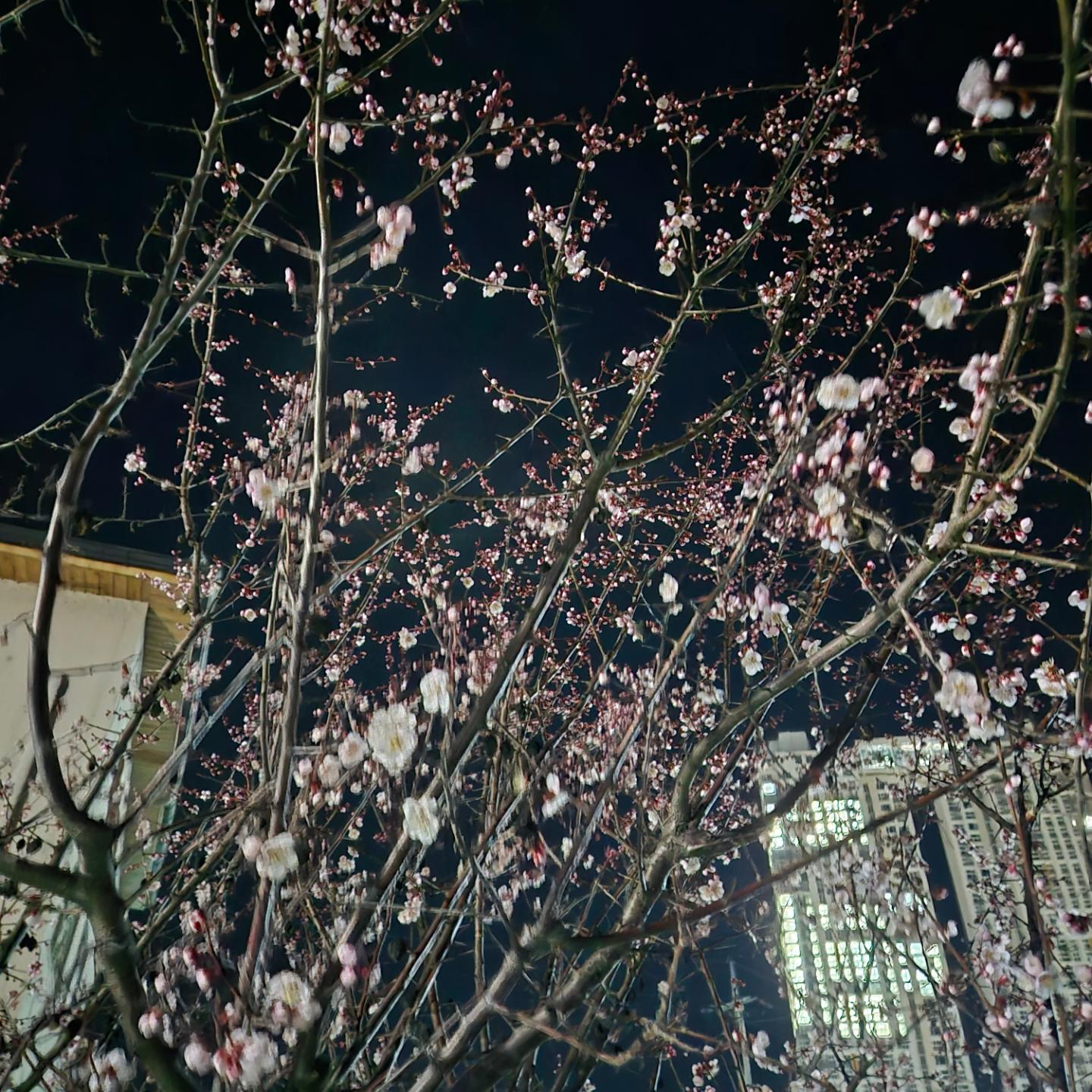 #모두행복래져라!
벚꽃이 슬슬... 
오늘두 구경하러가야지