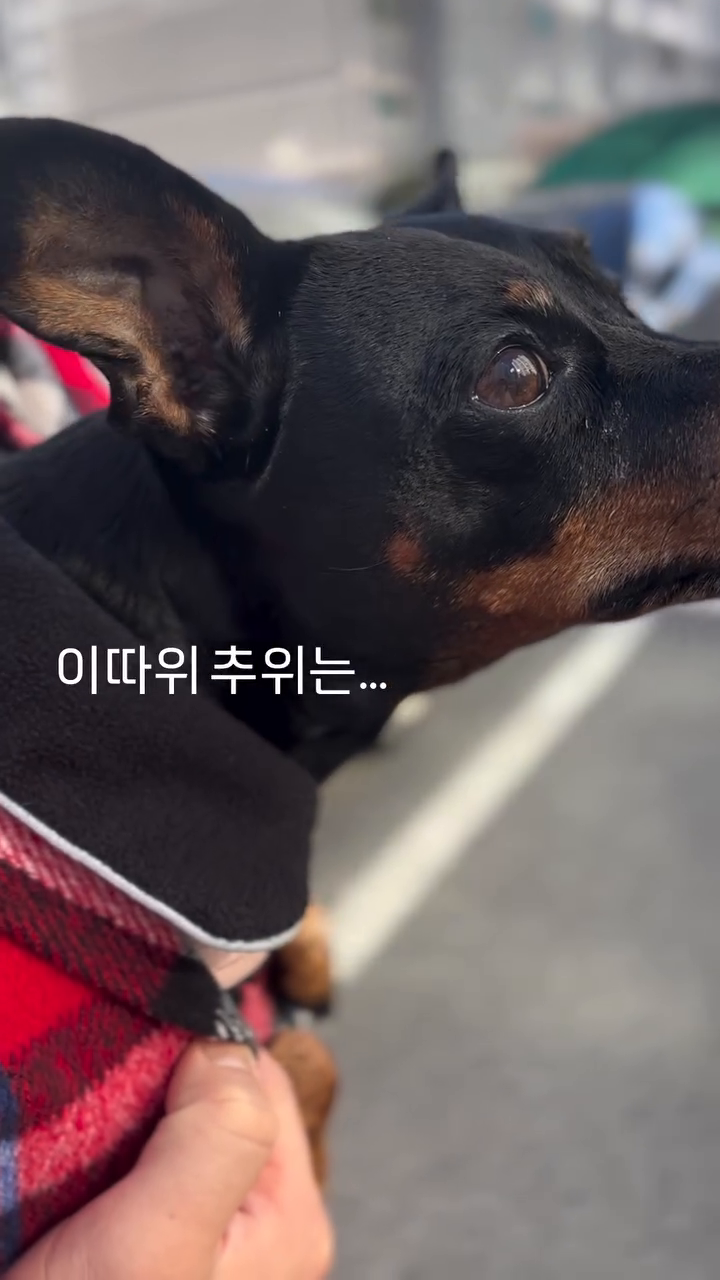 버텨…이따위 추위는… 아무고토 아니야…