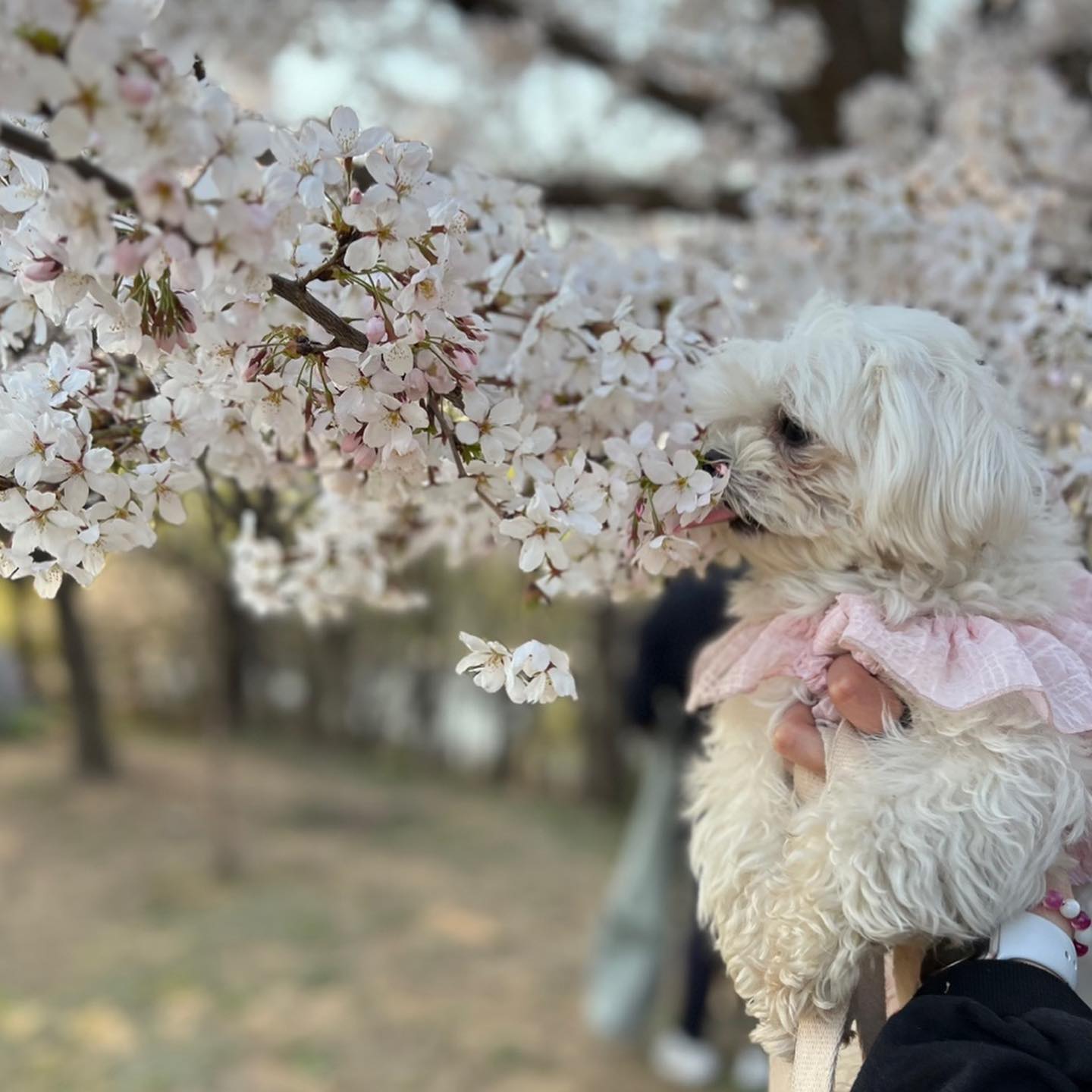 일요일에 울 리온이 쥐똥이
언니네랑 다같이 피크닉&꽃구경!!
