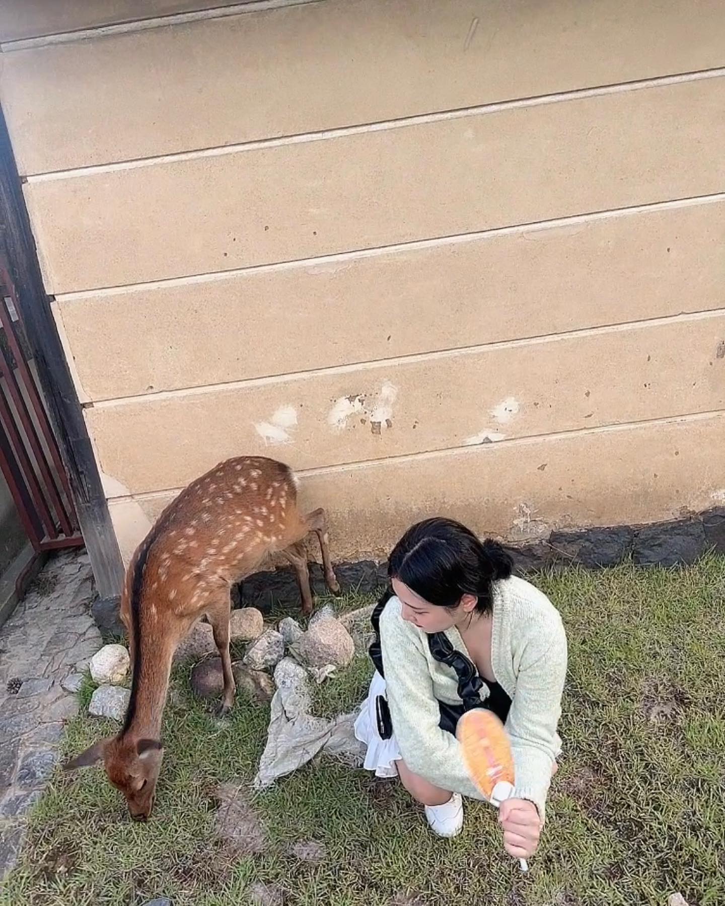 사슴이랑 교감 실패