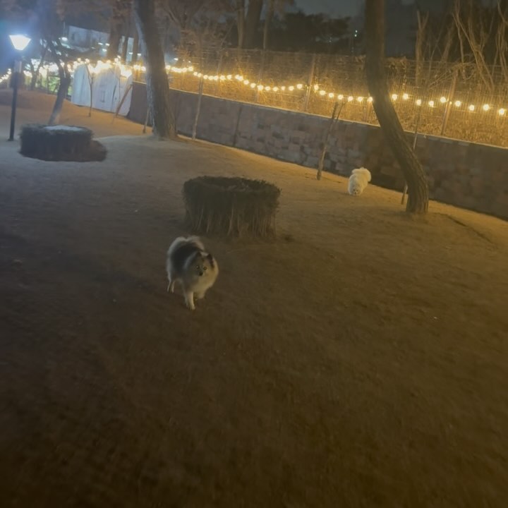 작은 뚱땅이랑 뛰고와서
큰 뚱땅이 ( cute_booqoo ) 공구로 득템한
풀리오로 다리 풀오주기💜