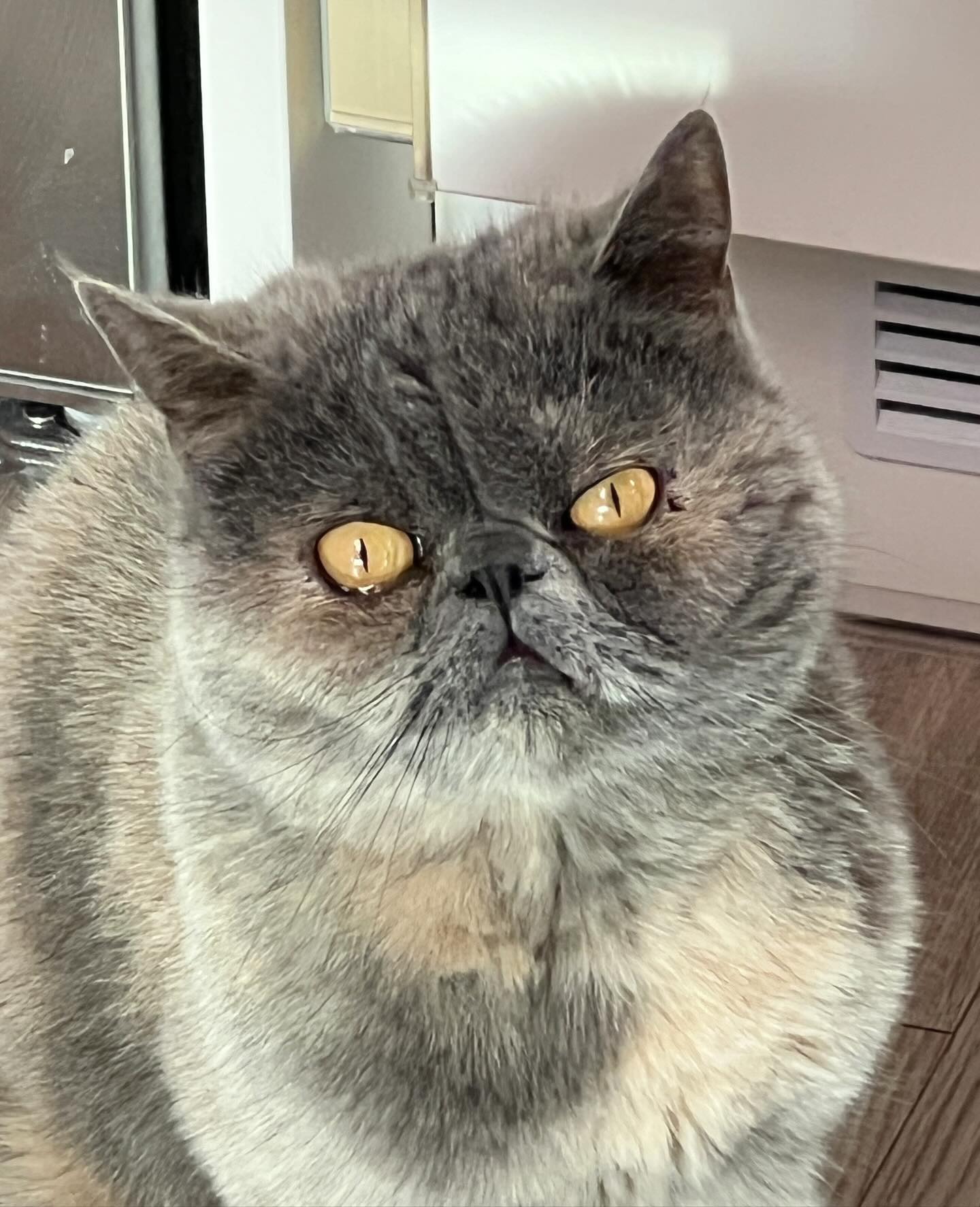 두리얌.. 윙크가 조오금 무서워..😅

#고양이 #두리 #집사의하루 #엑조틱 #cat #petlovers #happyday #ねこ