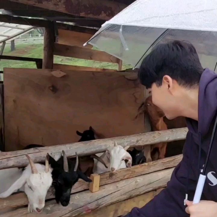 🌫🐏