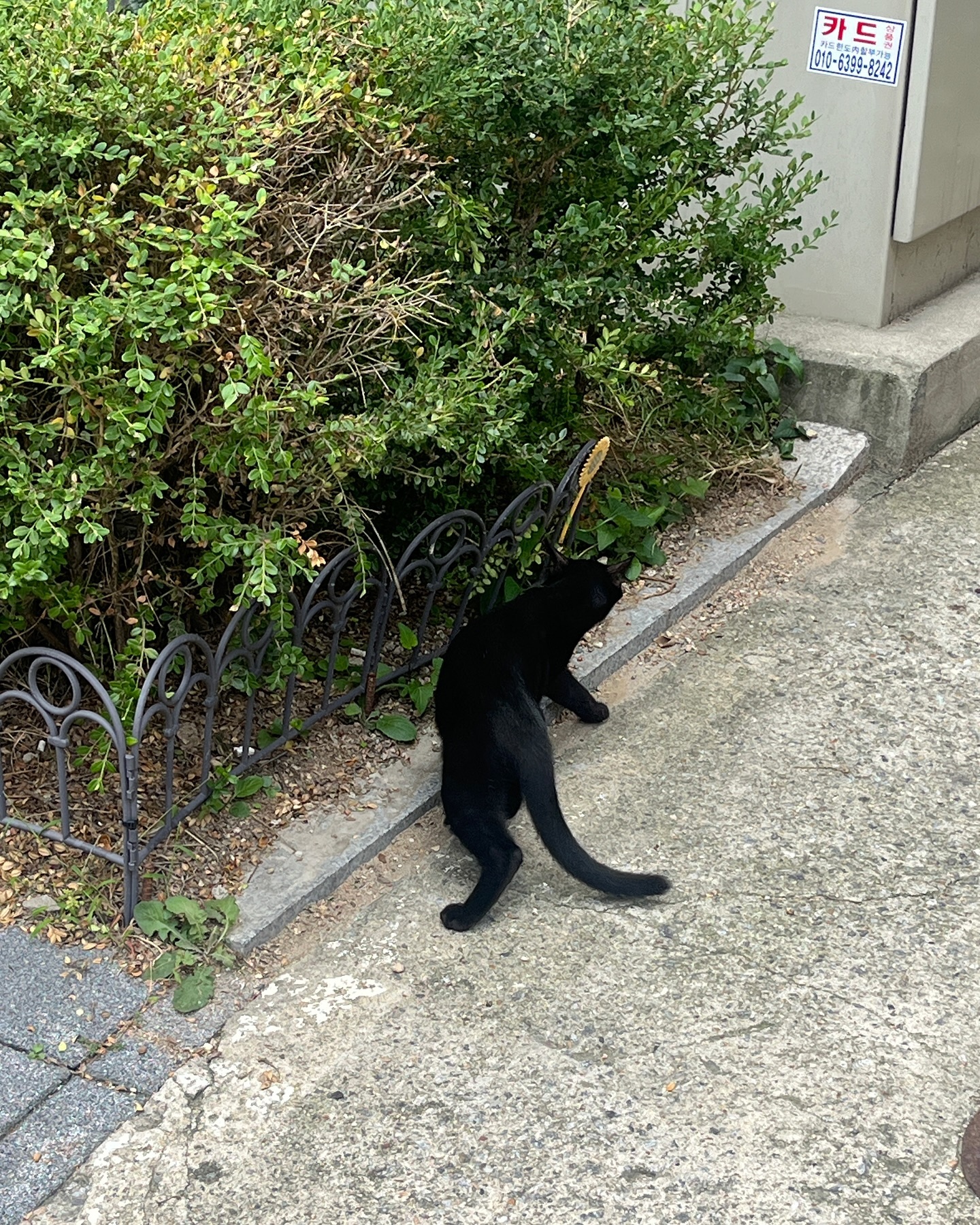 동네 꼬양🐱
