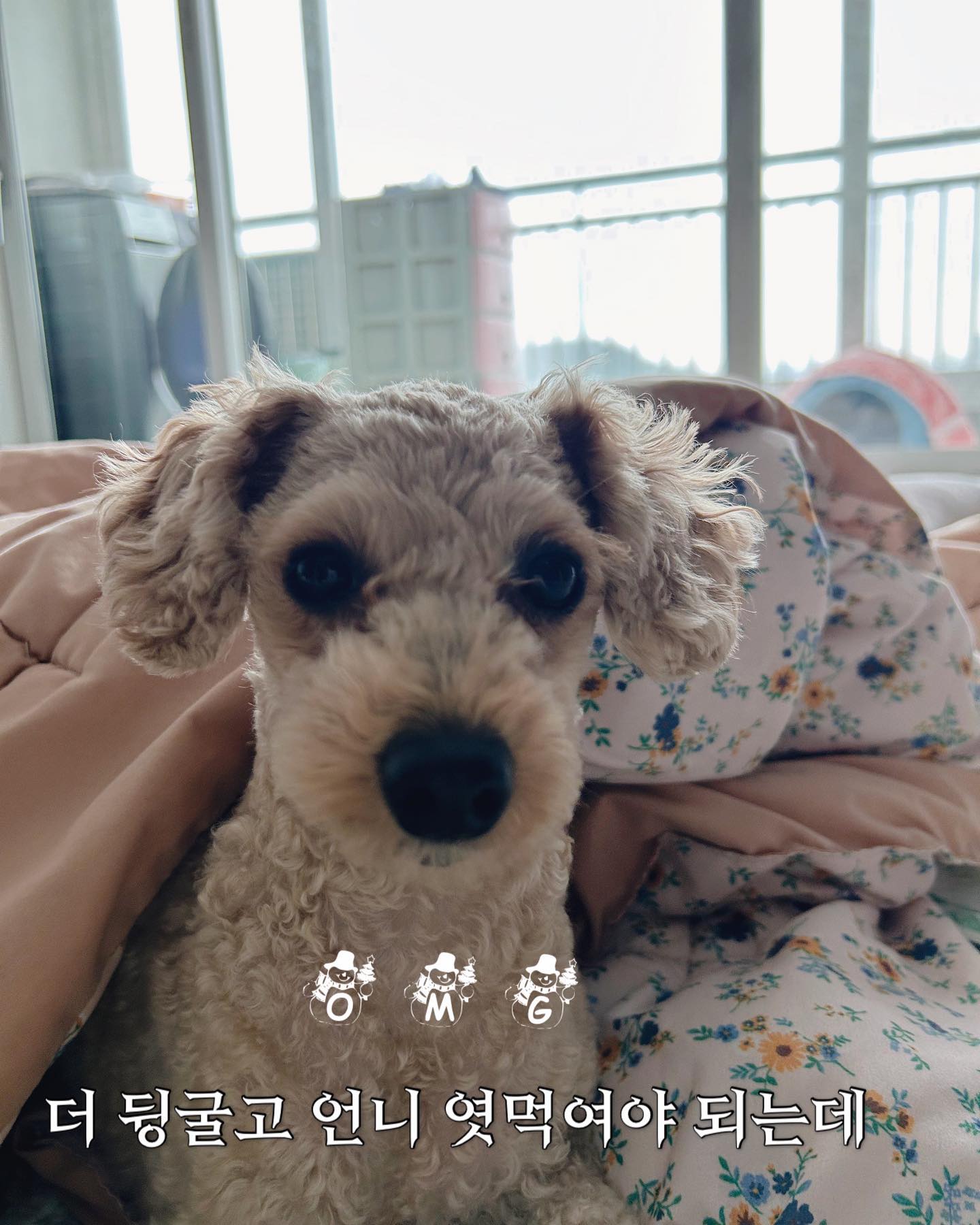 눈이 다 녹아서 아쉬운 모카.🐶
얼마나 더 엿먹일 셈인 것이냐.

#눈온날 #눈오는날 #강아지 #푸들 #개스타그램 #애프리푸들 #토이푸들 #일상 #산책 #귀차니즘 #poodle #puppy #dog #dogstagram #snow #snowday #daily #poodlelove #follow4followback #followers #like #likephoto #dogphoto #poodlephoto #cute