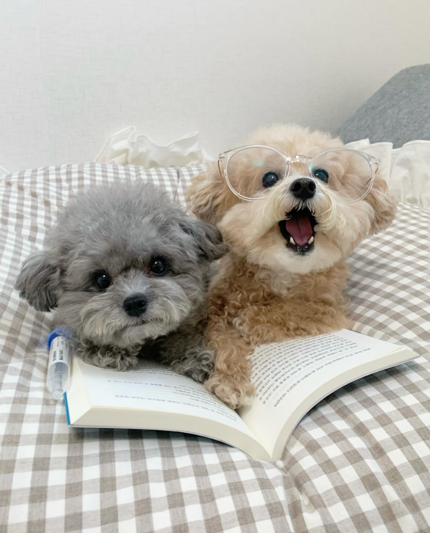 #광고📖 결과를 한번 볼까?
🐻 뭐어? 뚱땡이????? 내가 뚱보균??? 
ㅋㅋㅋ빵터진 검사 결과ㅋㅋ똑같이 먹이는데 
교꾸만 뚱보균ㅋㅋㅋㅋㅋㅋㅋ어카죸ㅋㅋ 

병원에 갈 필요없이 집에서 간편하게 검사하는
반려견 장내 미생물 분석키트를 해봤는데요!
💩채취에 걱정했는데 세상 쉽더라구요🤣
피부질환,비만여부,장질환,암발생가능성 등의
질병상태를 미리 예측해볼 수 있어요✨
회수신청&결과 확인도 앱이나 홈페이지에서
아주 간단하게 가능해요! 세상 참 좋아졌죠❣️
새해에는 모든 댕댕이들 다 건강하기를🪄
petcea_ 

#뚱땡이탈출 #뚱보균 #코봉이뚱보 #생쥐는타고났나 
#펫케아 #강아지건강검진 #반려견장내미생물검사