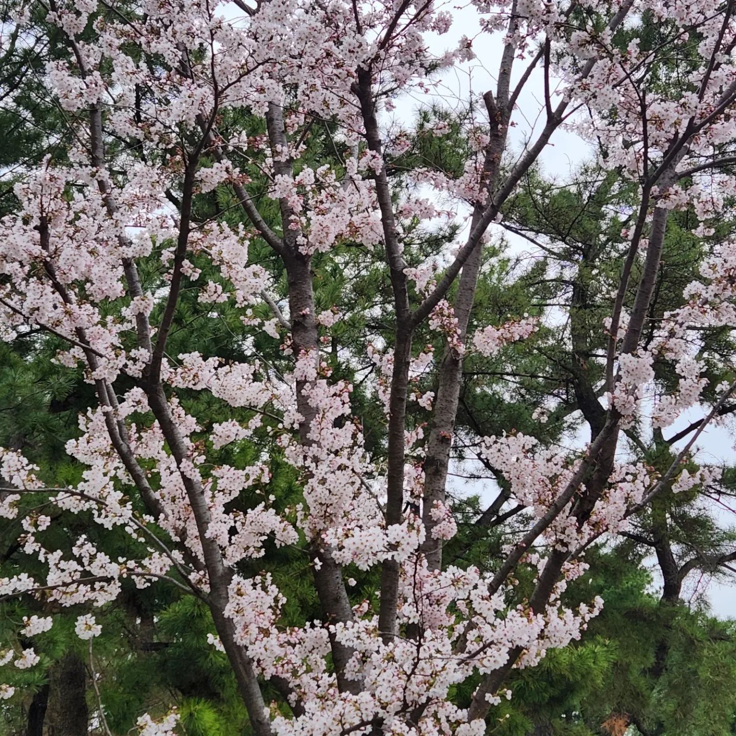 경주 벚꽃을 보는데 참.. 예쁘더라
사진 잘 못찍는 나도 찍을 수 있는
벚꽃!...담주면 다 떨어지겠는데?ㅋㅋ
#경주 #황리단길 #호국야영장
#벚꽃 #행복했다 #여행
#캠핑 #놀러가자 #나랑같이