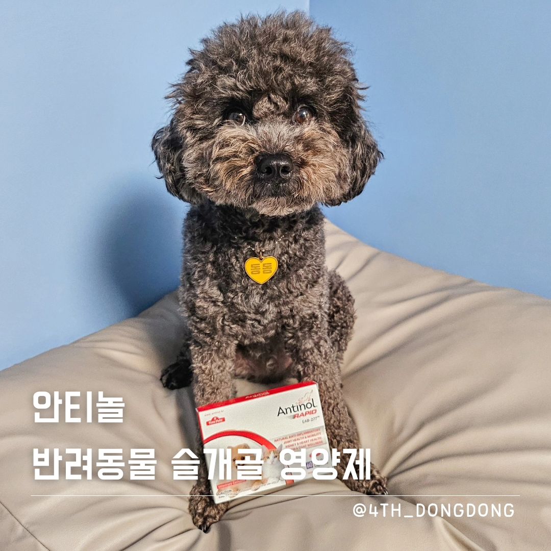 #광고 antinol.kr #안티놀

무려 댕존엄 설채현 수의사님이 강력 추천하는
댕냥이 관절 영양제 안티놀 래피드 🥴

안티놀 래피드가
관절 영양제로 한, 미, 일, 호 등 국가에서 독보적 1위한 이유💕

진정한 관절 영양제 [안티놀 래피드]
* 전 세계 다양한 국가에서 동물병원에서 처방하는 약으로 유명한
안티놀 래피드 😉
* 뉴질랜드 양식한 유리 지방산 높은 초록입홍합에서 정제율이 714배 높은 초록입홍합추출오일복합물로 구성
(초록입홍합 1,000kg 중 오직 1.4kg만 나오는 건 안 비밀~)
* 시너지효과까지 야무지게 챙긴 영양제
* 안전성 입증된, 휴지기 없이 급여 가능한 영양제

나 이동동이는 슬개골 2기라서 꾸준히 관리중이야 😂
너네들 혹시 먹는 슬개골 영양제 있니?!
그럼 뒷면 꼭 봐봐, 고순도 초록입오일인지 아니면 단순 분말인지
사실 이걸로도 게임 끝 🙂‍↕️

약 크기도 작아서 먹기 너무 좋았오.
아직 먹은지 6일 밖에 되지 않아 효과가 이렇다 말하긴 어렵지만
세계 유일 임상 및 안전성 시험된 제품 + 성분을 최대한 보존한 공법 +
타 영양제 대비 압도적인 성분을 생각하면
나 이동동이도 금방 효과를 볼 거 같아서 기대듕이야~ 😘

#안티놀코리아 #설채현수의사 #설채현 #강아지영양제 #강아지영양제추천 #강아지슬개골 #강아지슬개골관리 #강아지관절영양제 #반려동물영양제 #관절관리 #슬개골관리