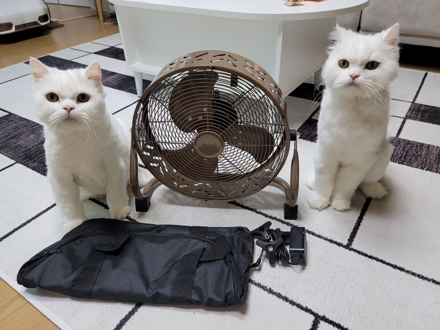너무너무 귀여운 하양이랑 자두 ♡
.
.
#하양이자두