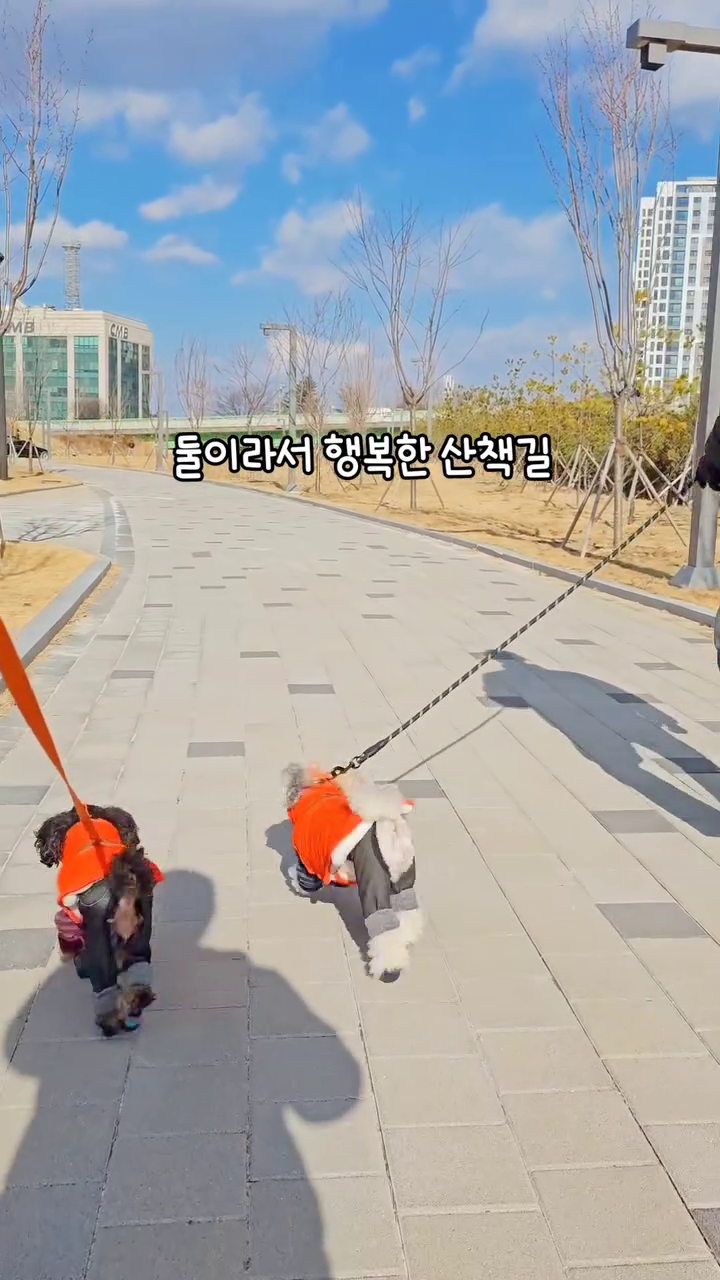 둘이라서 행복한 산책길 🐶
오늘도 내일도 평생 행복하게 사는거야, 얘들아💜
함께라서 든든한 쌍탄자매..
⠀⠀
🏷 패딩조끼 → superpet_kr 
⠀⠀
⠀⠀
#강아지육아일기 #강아지모델_바로아치 #강아지모델 #산책하기좋은날씨 #둘이하는산책 #쌍탄자매 #실버탄푸들바로 #블랙탄푸들아치 #바로아치 #바로아치일상 #강아지소통 #기분좋은날