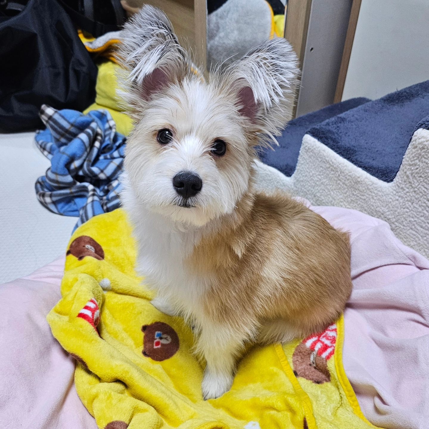 간식을 갈구하는 초롱초롱 바라