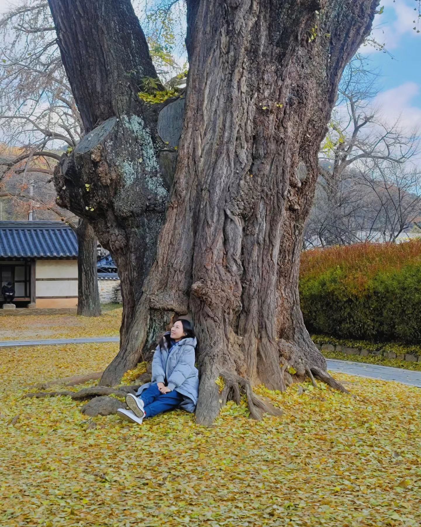 #전주향교

눈사람패딩 껴입었지만,
유니 말처럼 11월은 아직 가을🍂

노오랗게 물들기도 전에 낙엽이 되어버린
#전주향교은행나무 이파리를 애도하며🥹