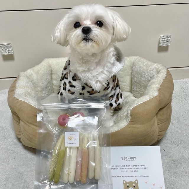 말티즈 버디U・ᴥ・U on Instagram: "@mungmunity & @dammu_u 🐶빼빼로데이 이벤트 당첨🐶 💖버디가 댕댕이 빼빼로 이벤트에 당첨됐어요💖 편식 끝판왕 강아지라 이것두 안 먹으면 어쩌나 걱정했는