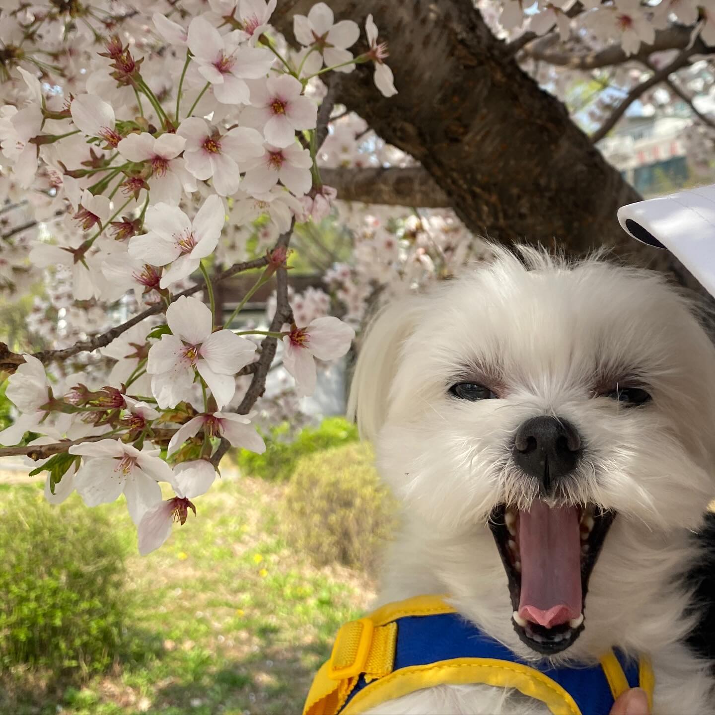 표정부자 모찌 구경하세여~~~~ 
동네 벚꽃 구경🌸 
#캬악 #킁킁킁 #뚜웅 🐶