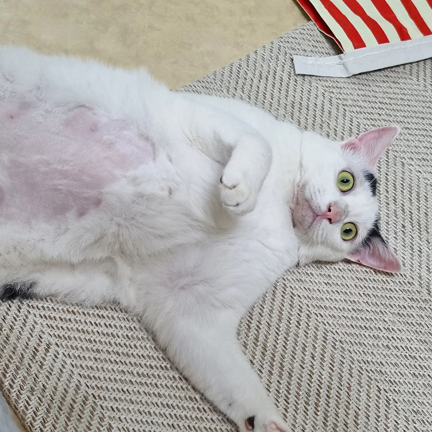 오늘 아침 꽃님이한테 고백 받아버렸다❣️ 나도 사랑해
(건강검진때문에 배털 밀린건 안비밀😆)

#하트감자 #고양이의 #고백법 #집사의하루 #냥이일상 #냥이스타그램 #냥스타그램  #고양이감자 #내이름은꽃님