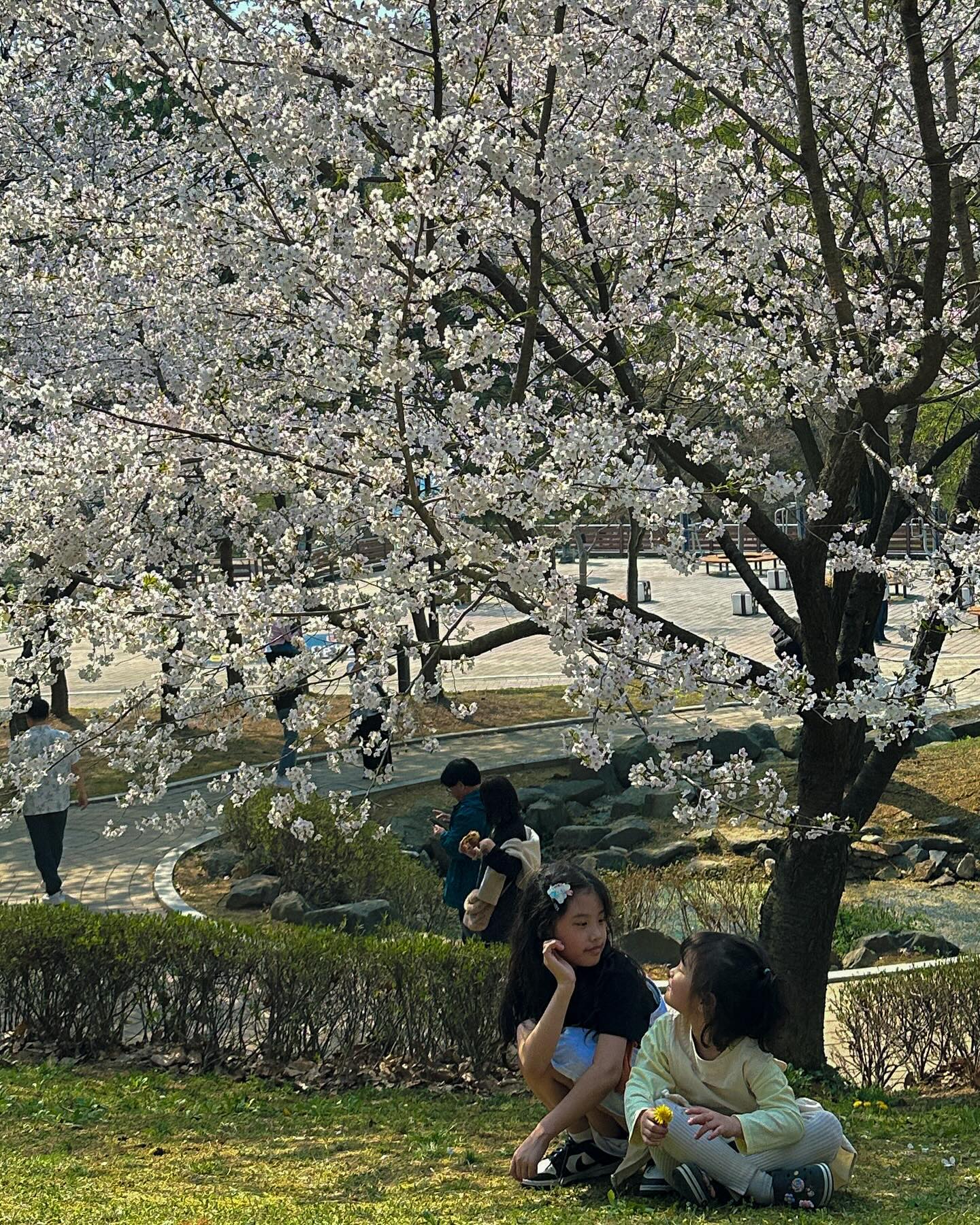 2024 4월 봄 벚꽃구경 완료🌸💖🫶🏻