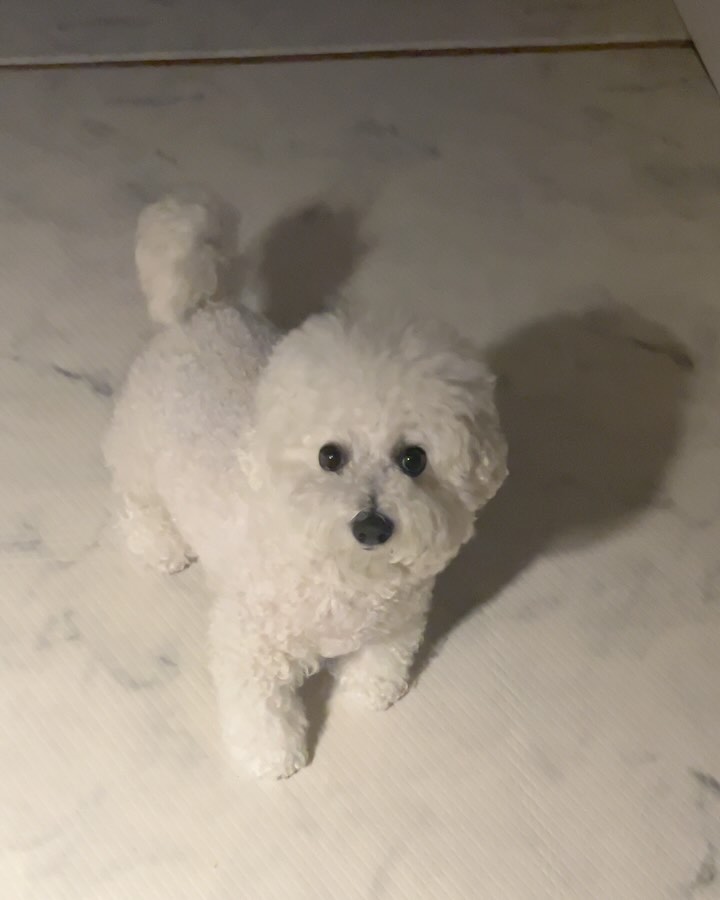 잠깐 떨어져있어도 애절한 우리 ㅋㅋㅋ🥹 
보고싶었다고 아우우- 🐺